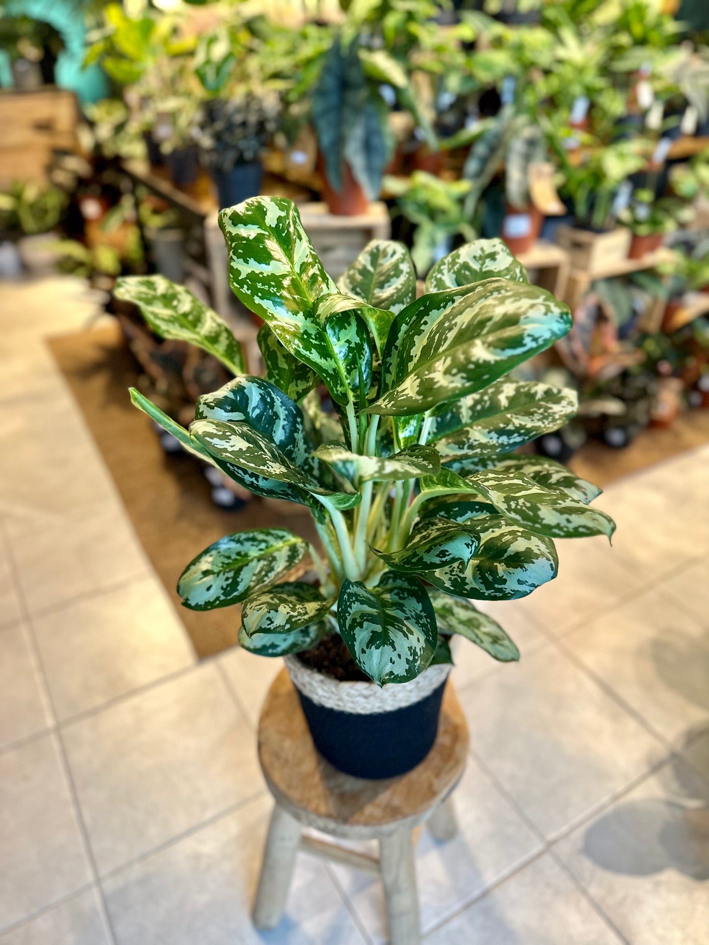 Aglaonema Amazon Silver XL