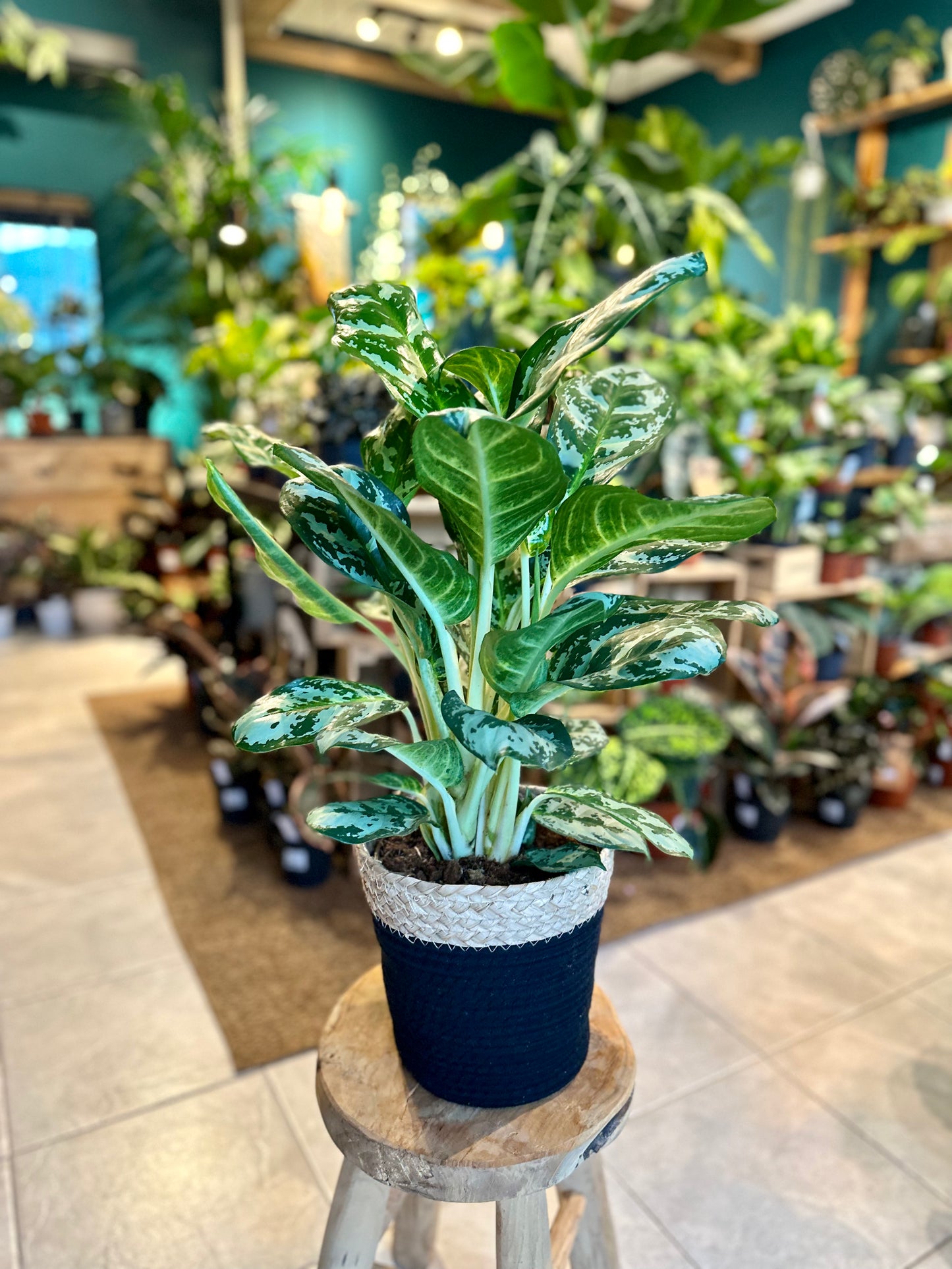 Aglaonema Amazon Silver XL