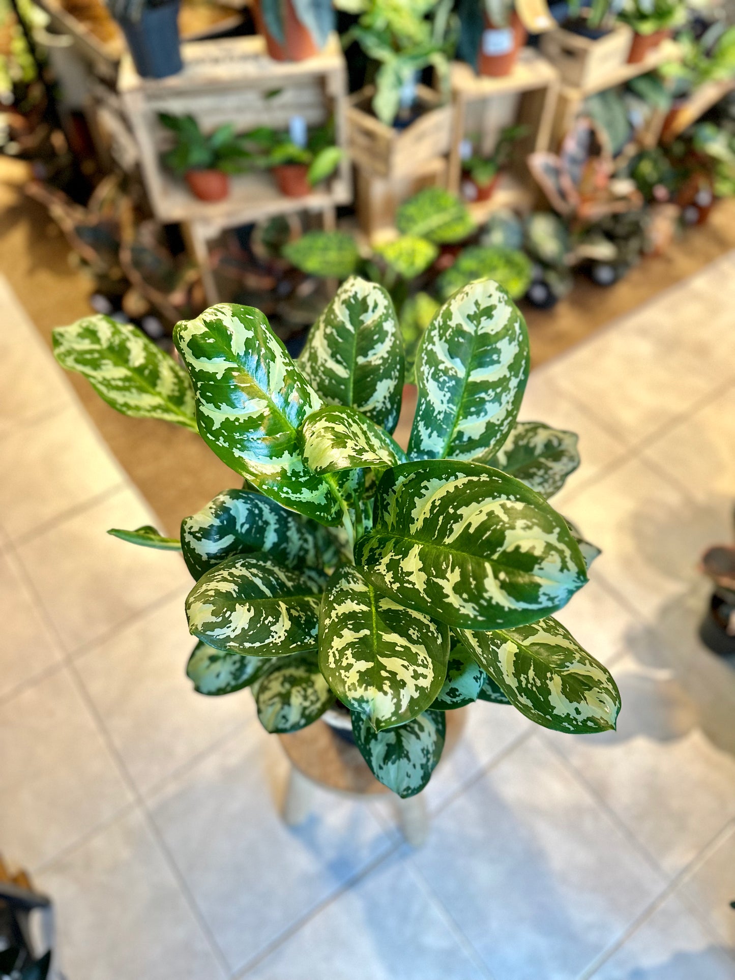 Aglaonema Amazon Silver XL