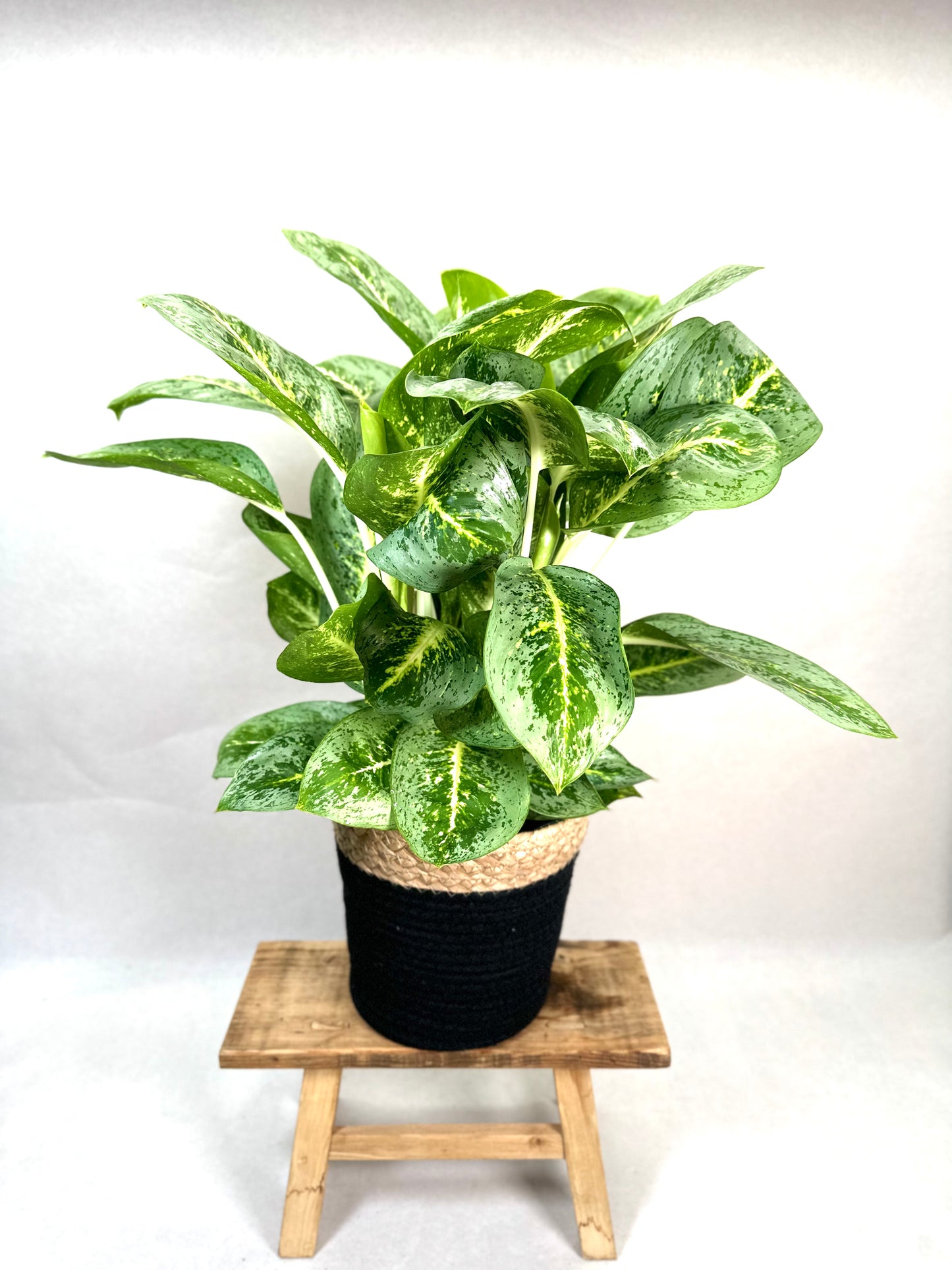 Aglaonema Lemon Mint XL