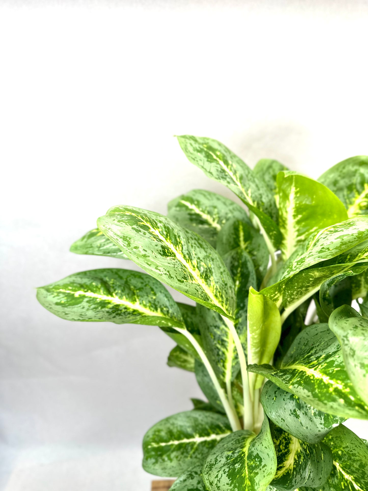 Aglaonema Lemon Mint XL