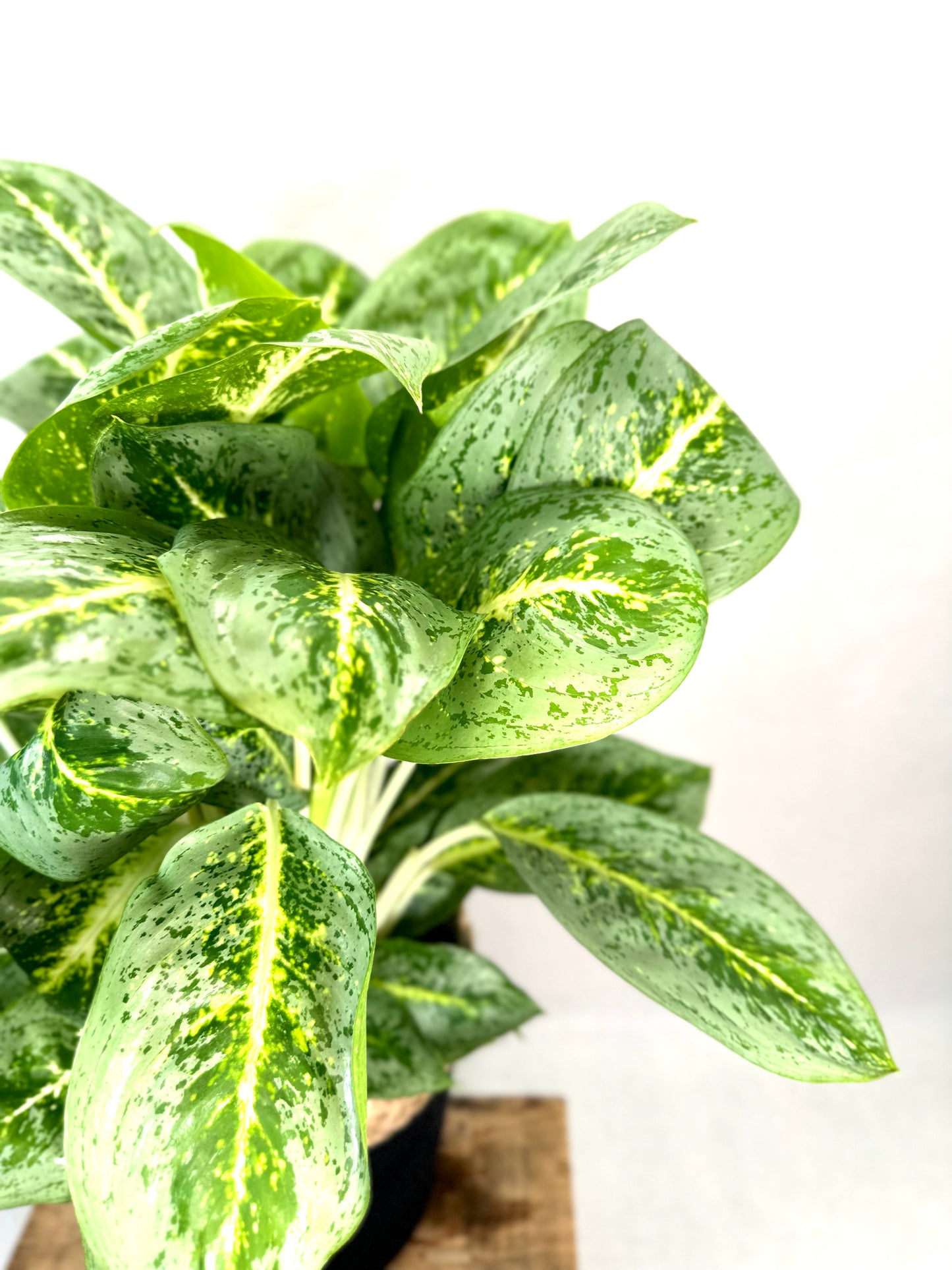 Aglaonema Lemon Mint XL