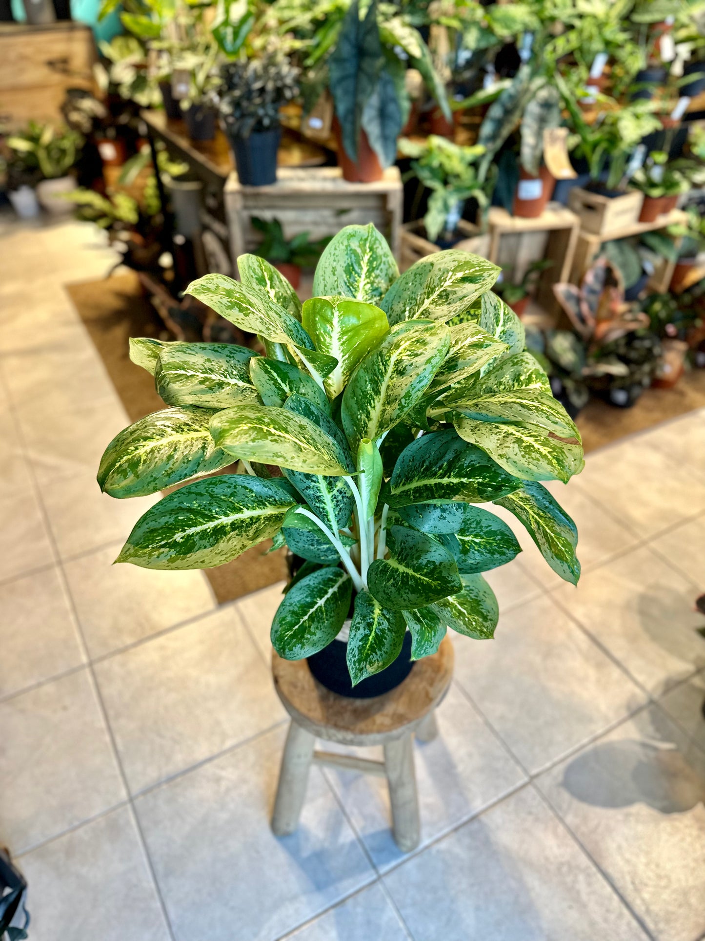 Aglaonema Lemon Mint XL