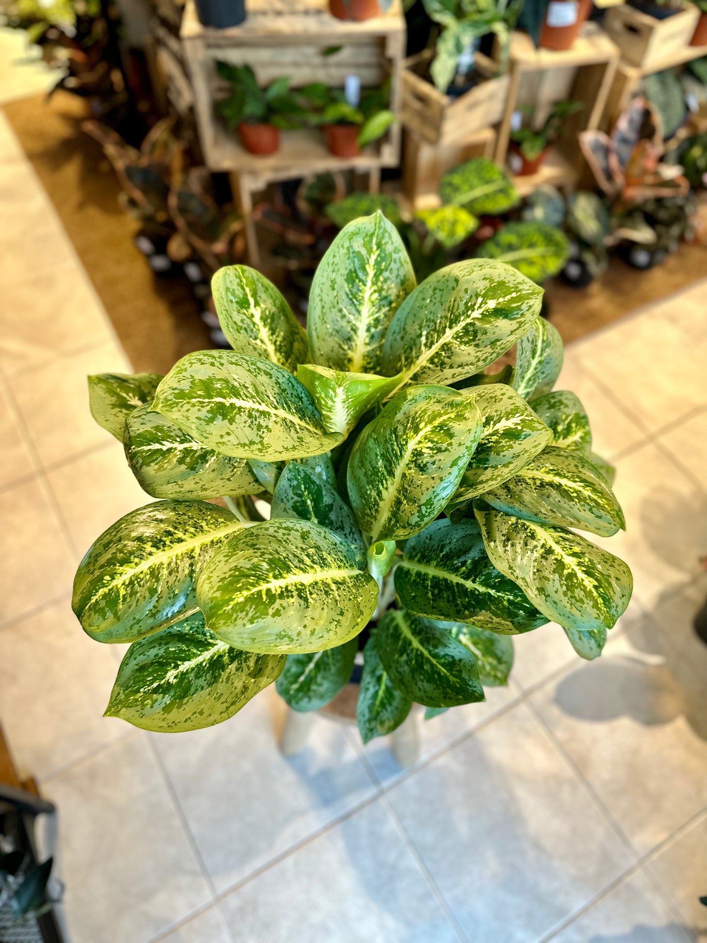 Aglaonema Lemon Mint XL