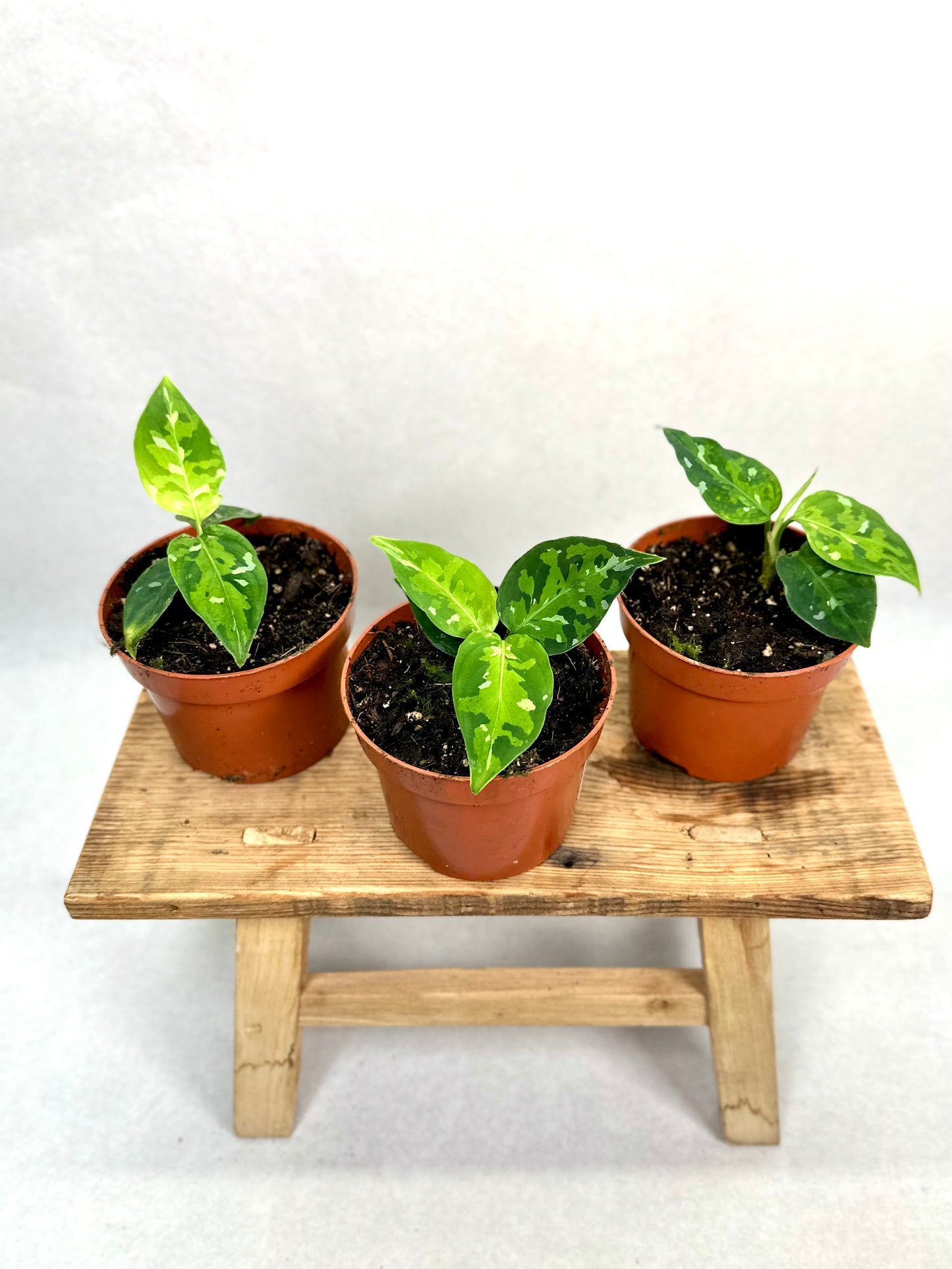 Aglaonema Pictum Tricolor