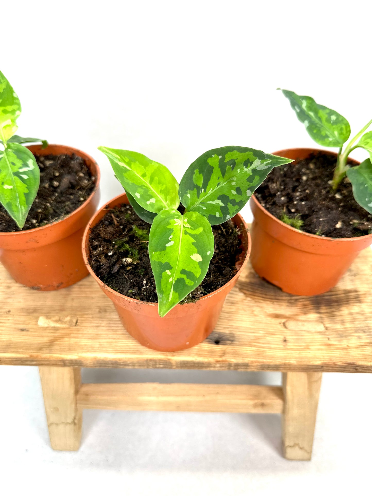 Aglaonema Pictum Tricolor