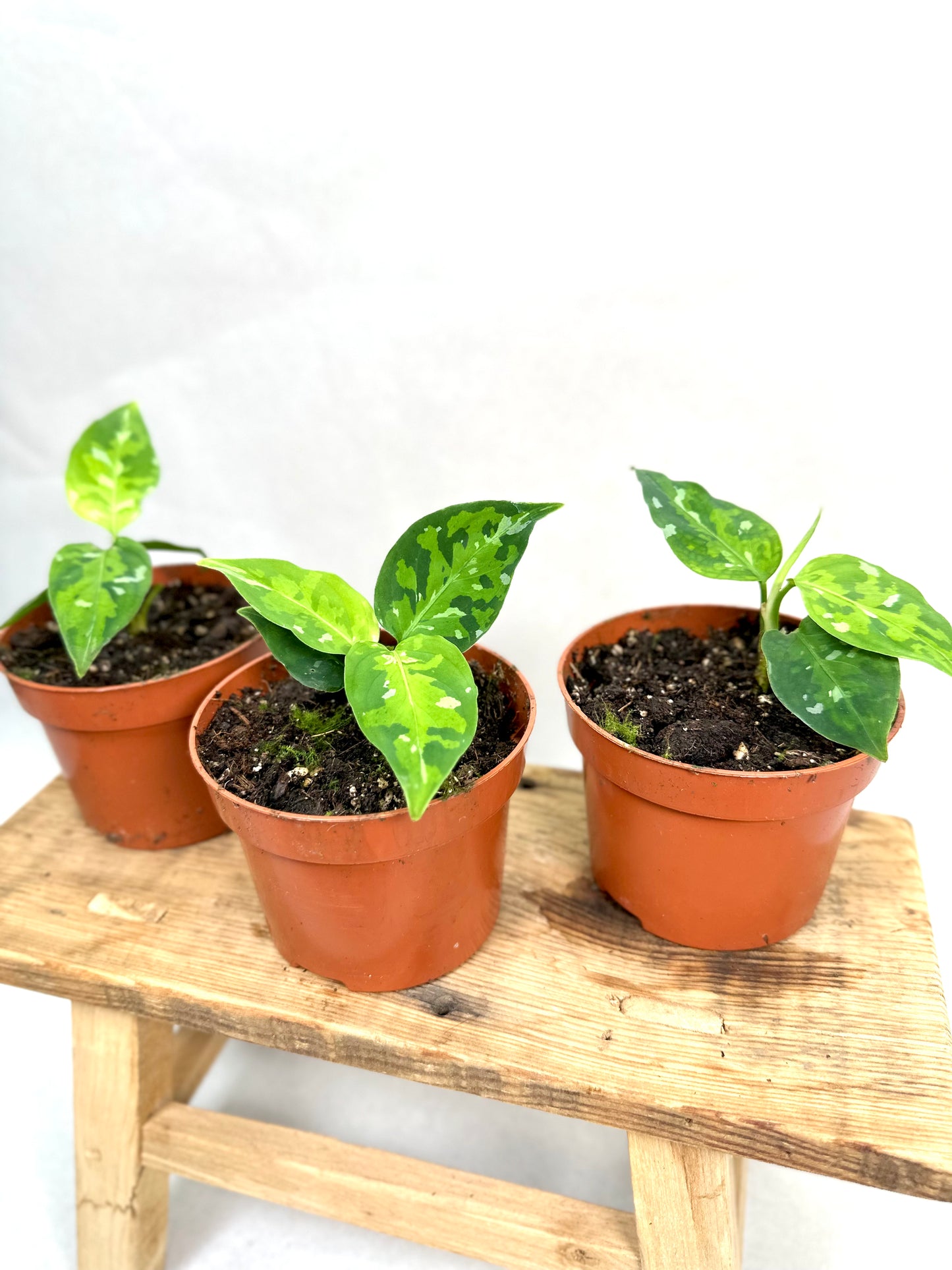 Aglaonema Pictum Tricolor