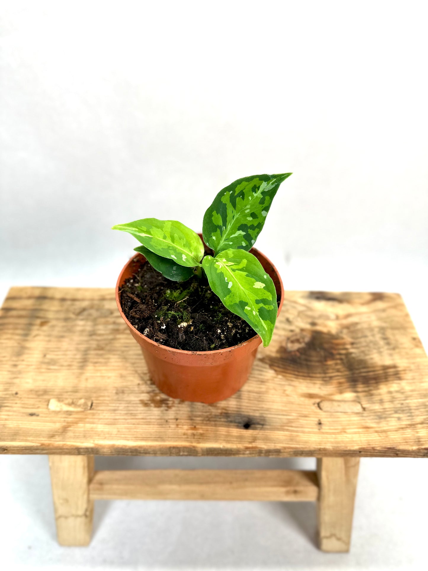 Aglaonema Pictum Tricolor