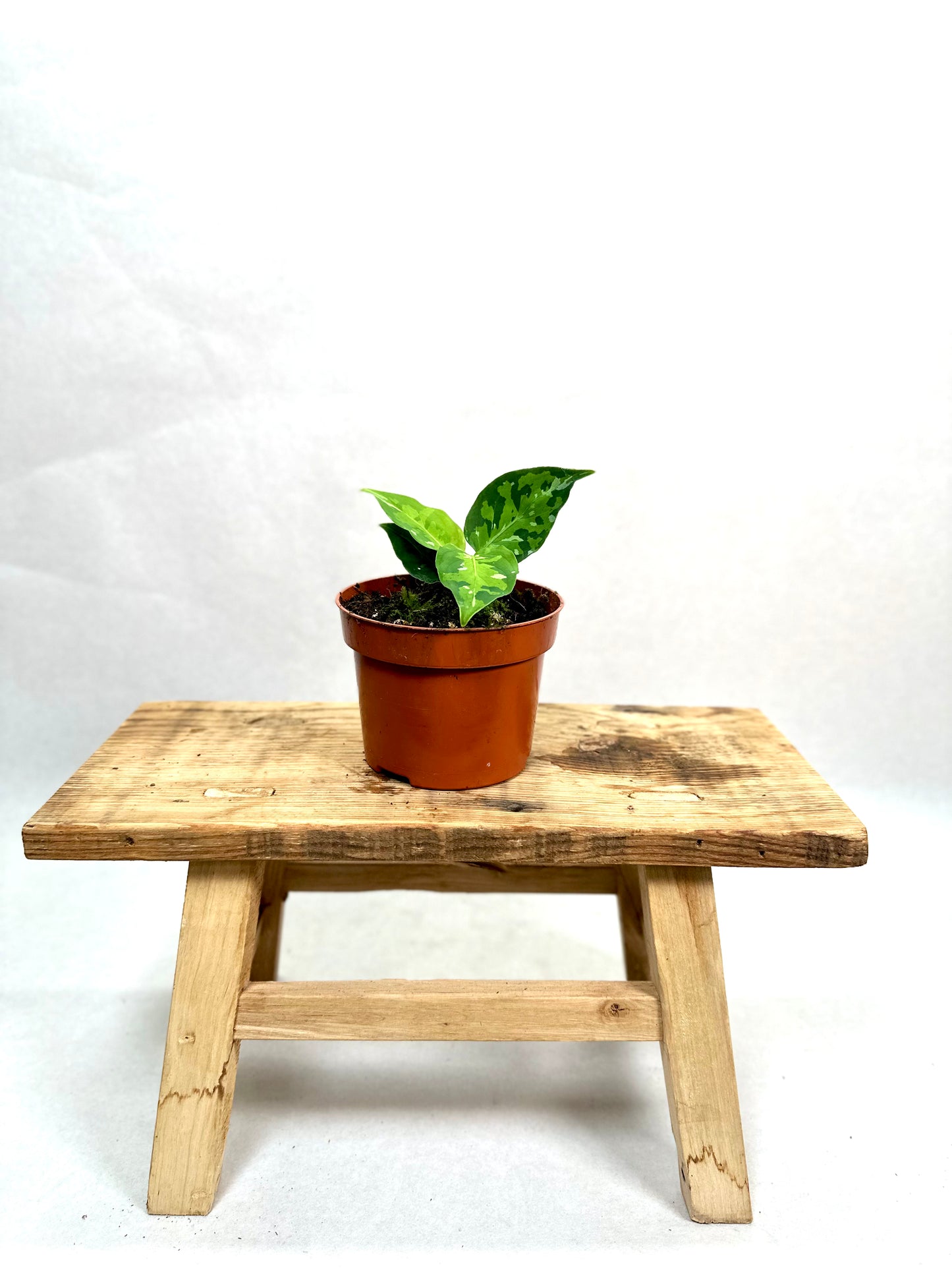 Aglaonema Pictum Tricolor