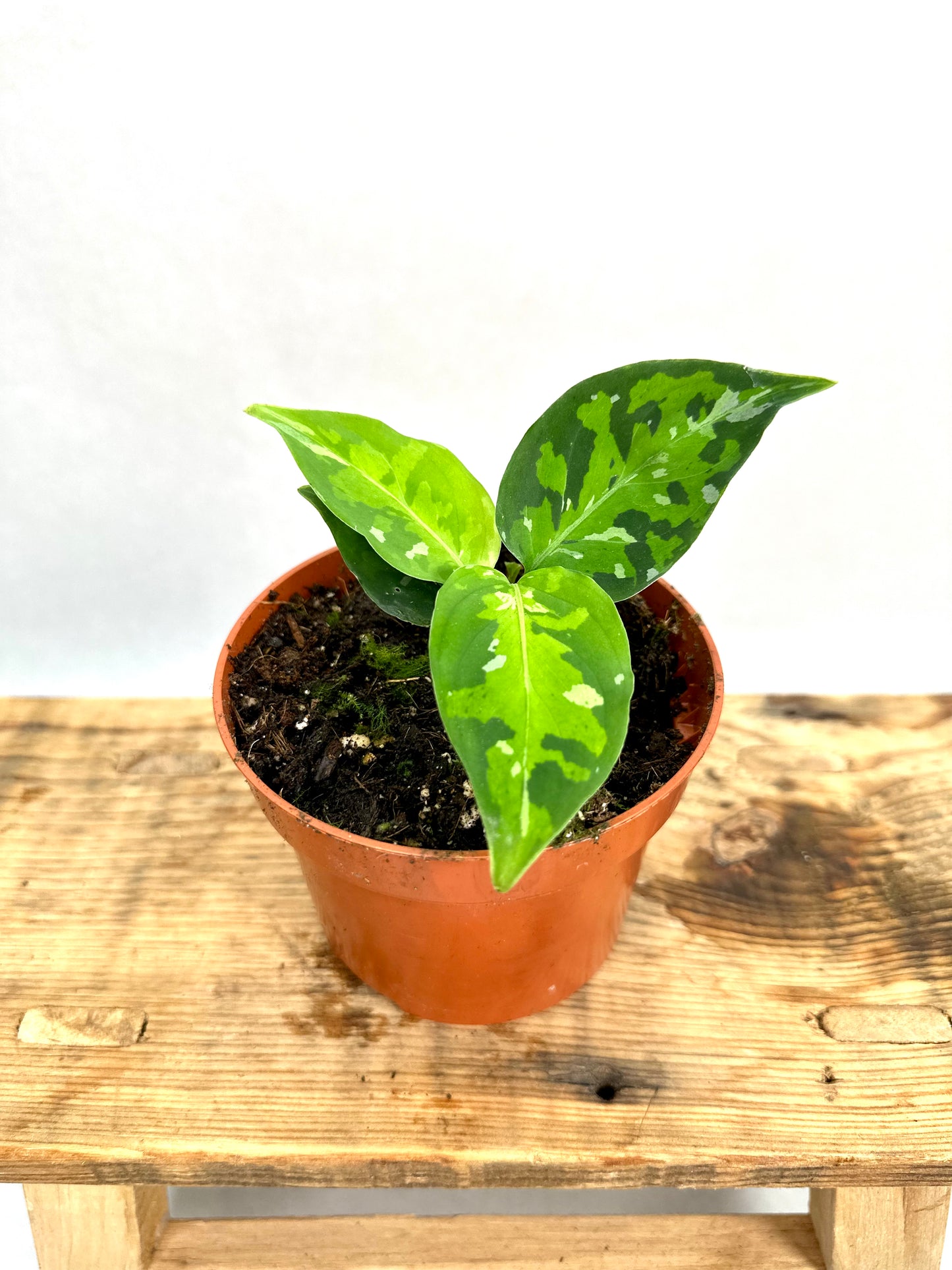 Aglaonema Pictum Tricolor