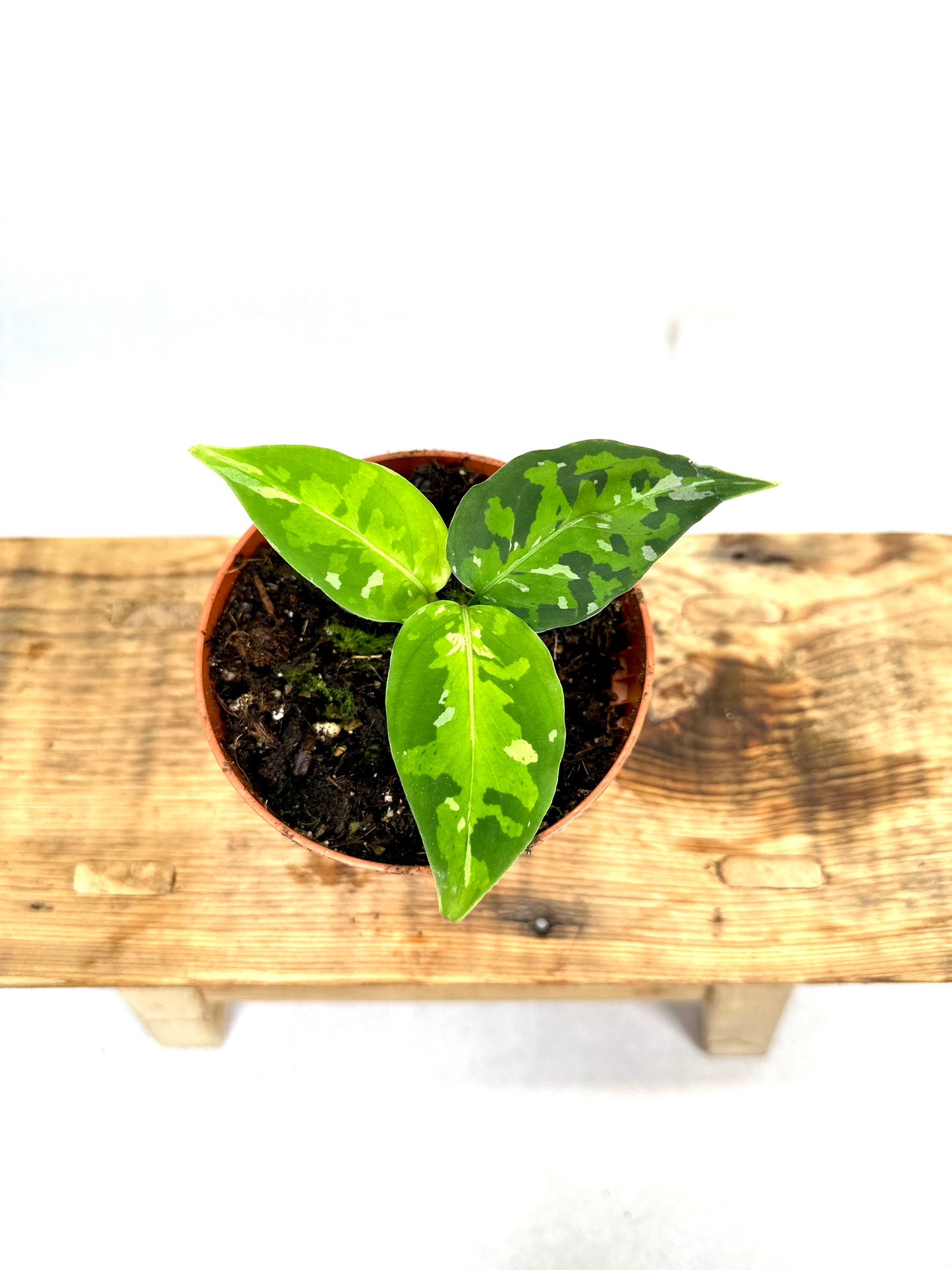 Aglaonema Pictum Tricolor