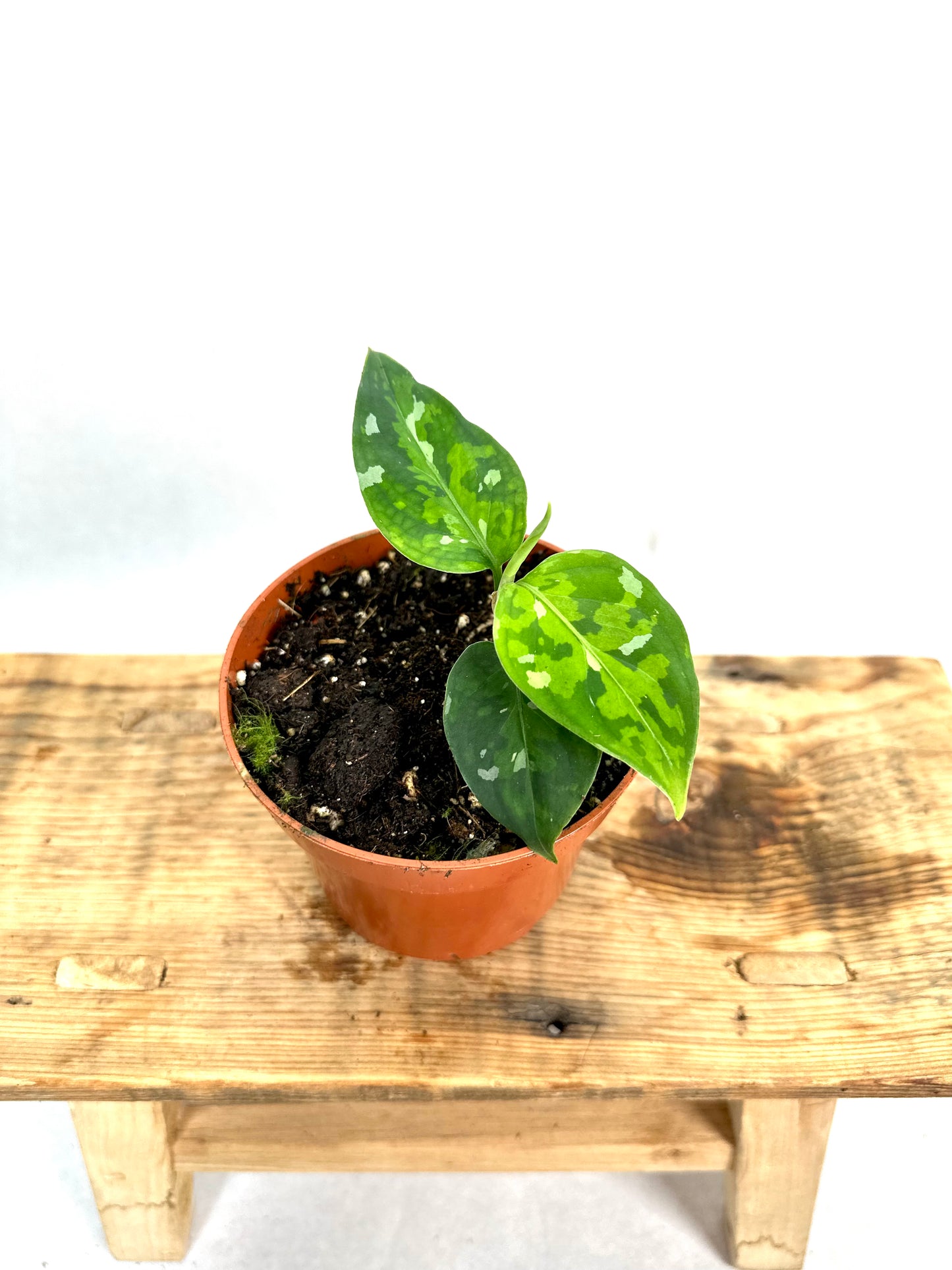 Aglaonema Pictum Tricolor