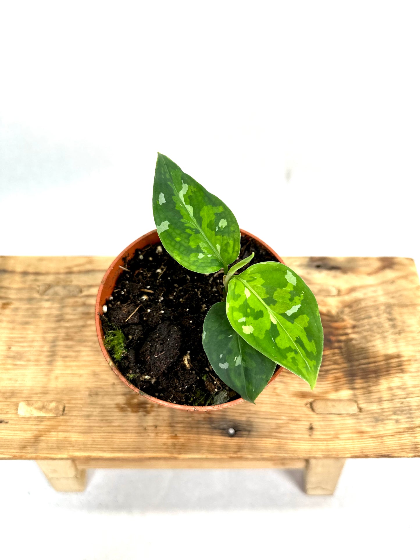 Aglaonema Pictum Tricolor