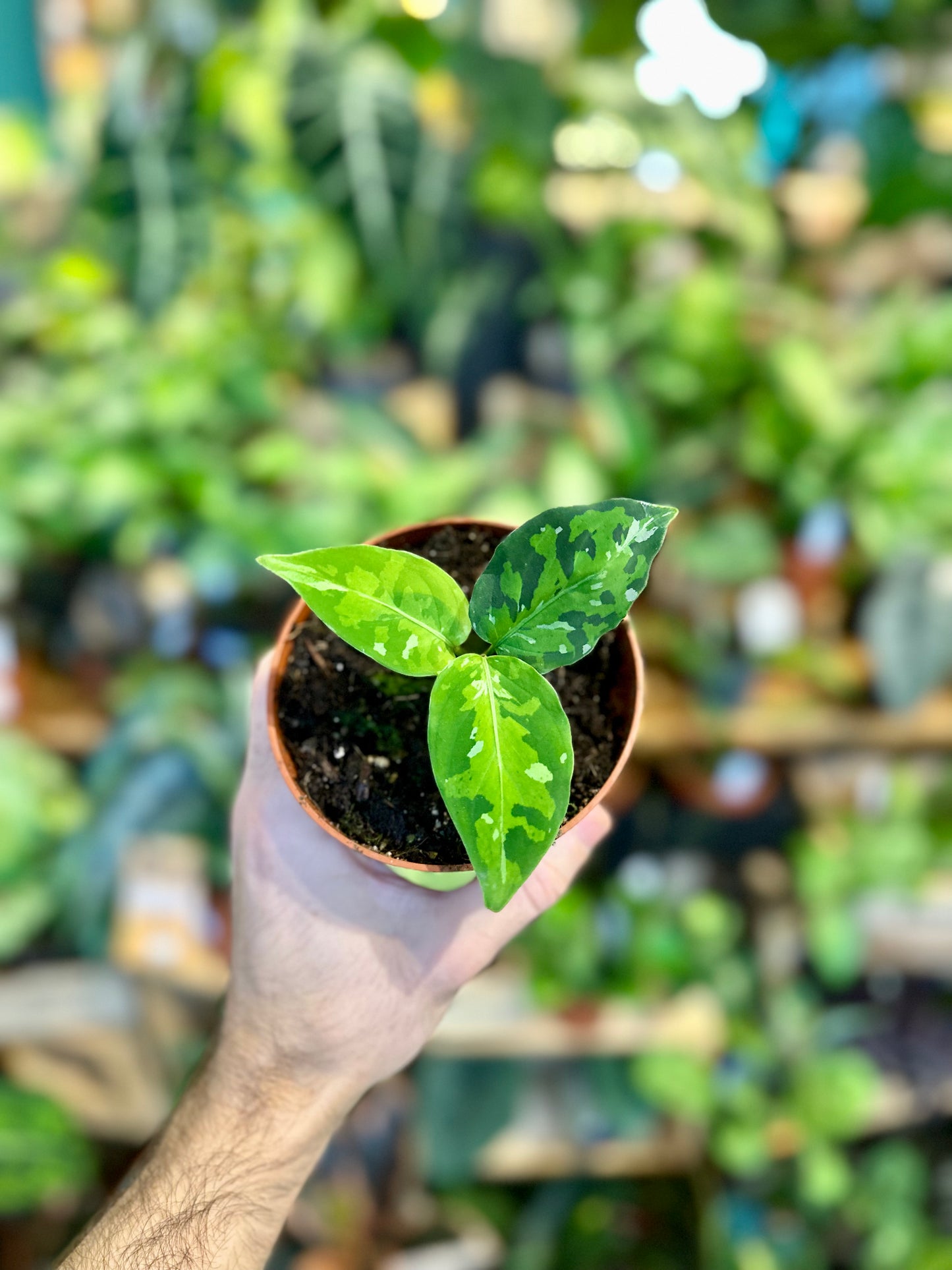 Aglaonema Pictum Tricolor