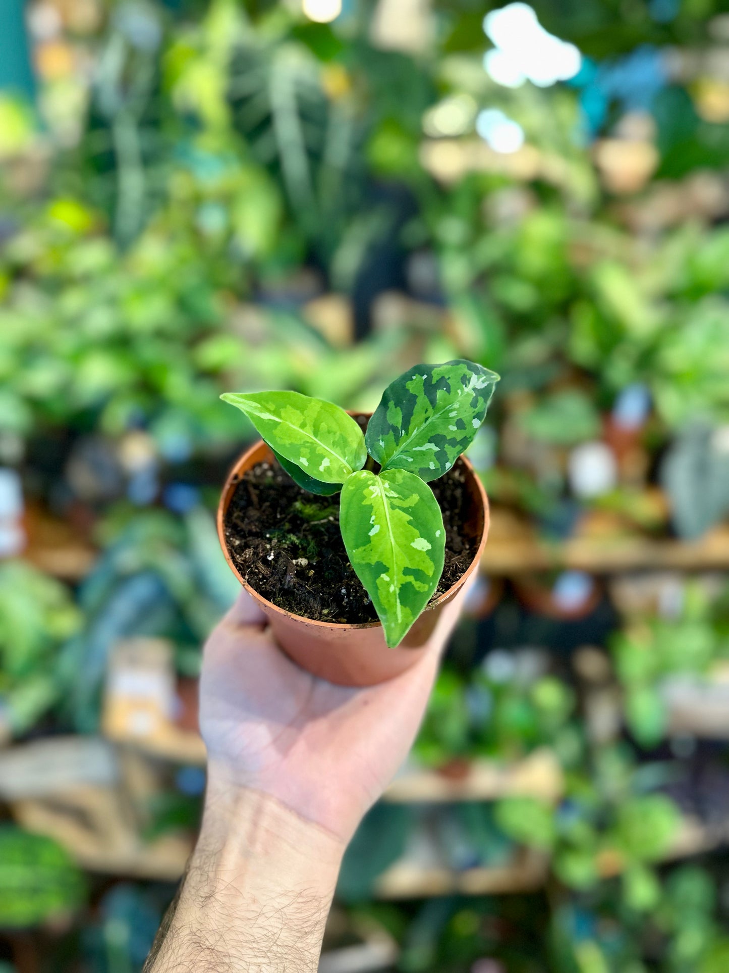 Aglaonema Pictum Tricolor