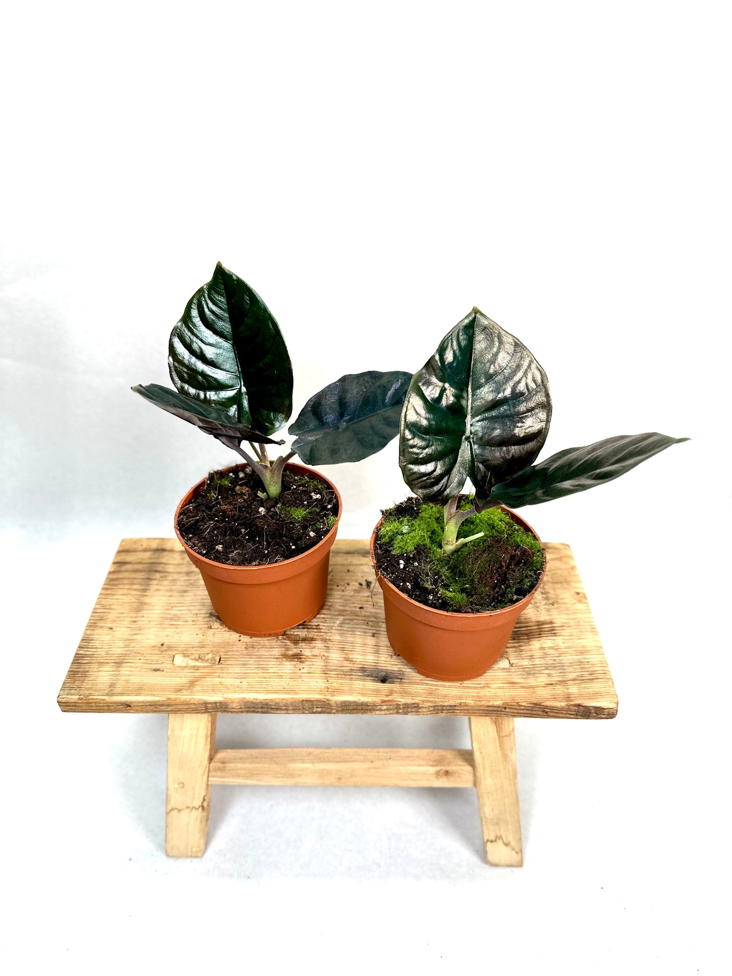 Alocasia Infernalis Black Magic