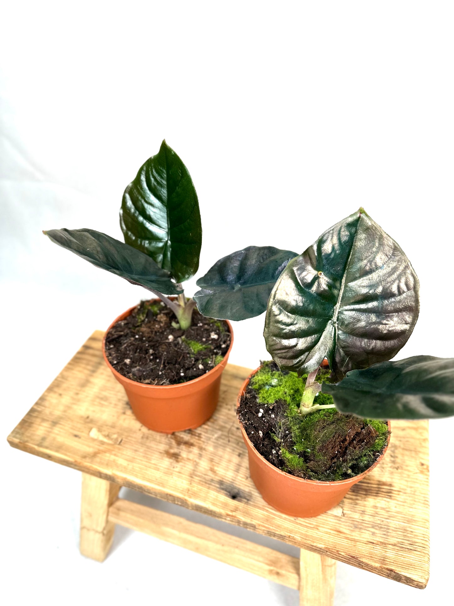 Alocasia Infernalis Black Magic