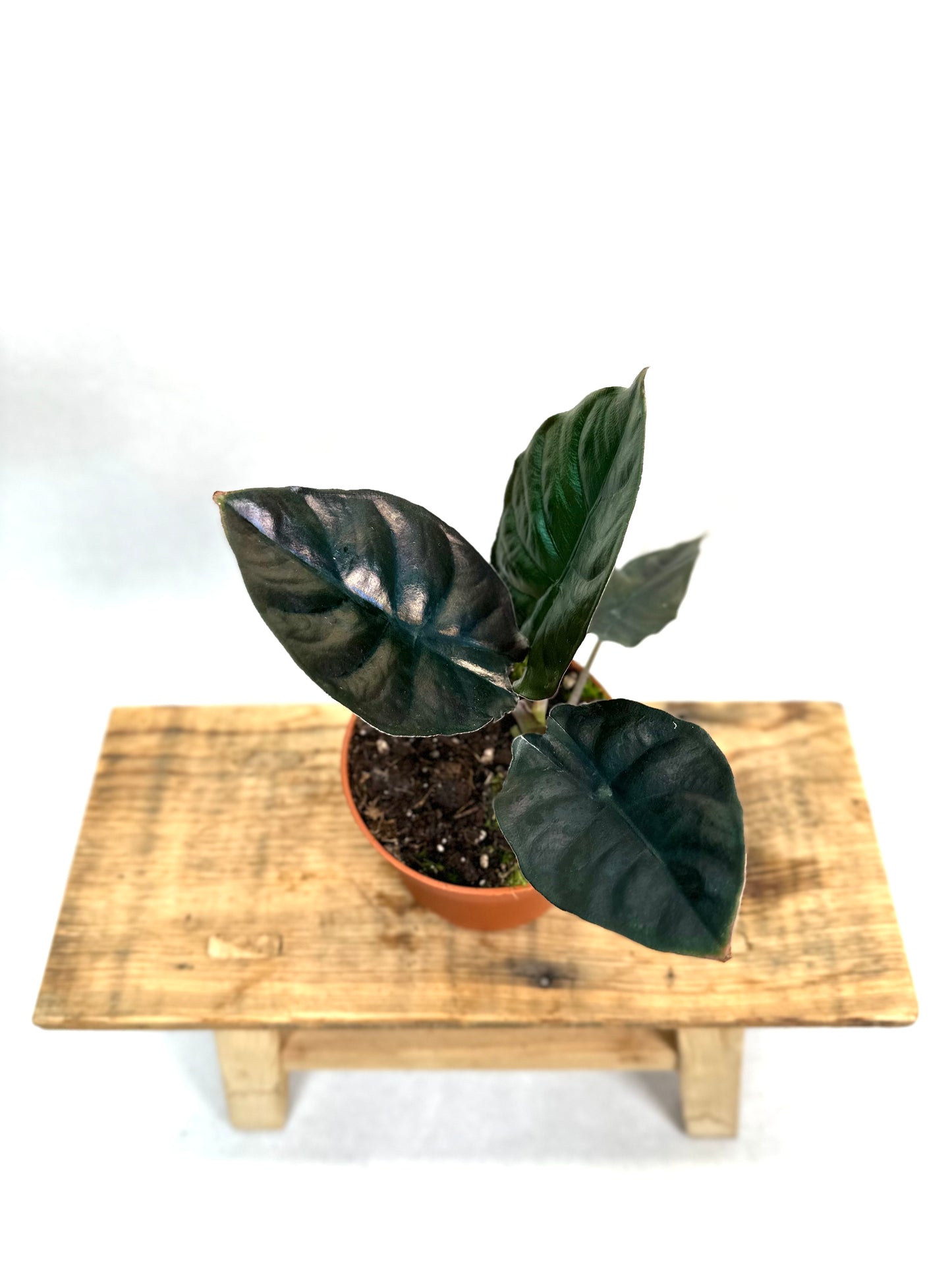 Alocasia Infernalis Black Magic