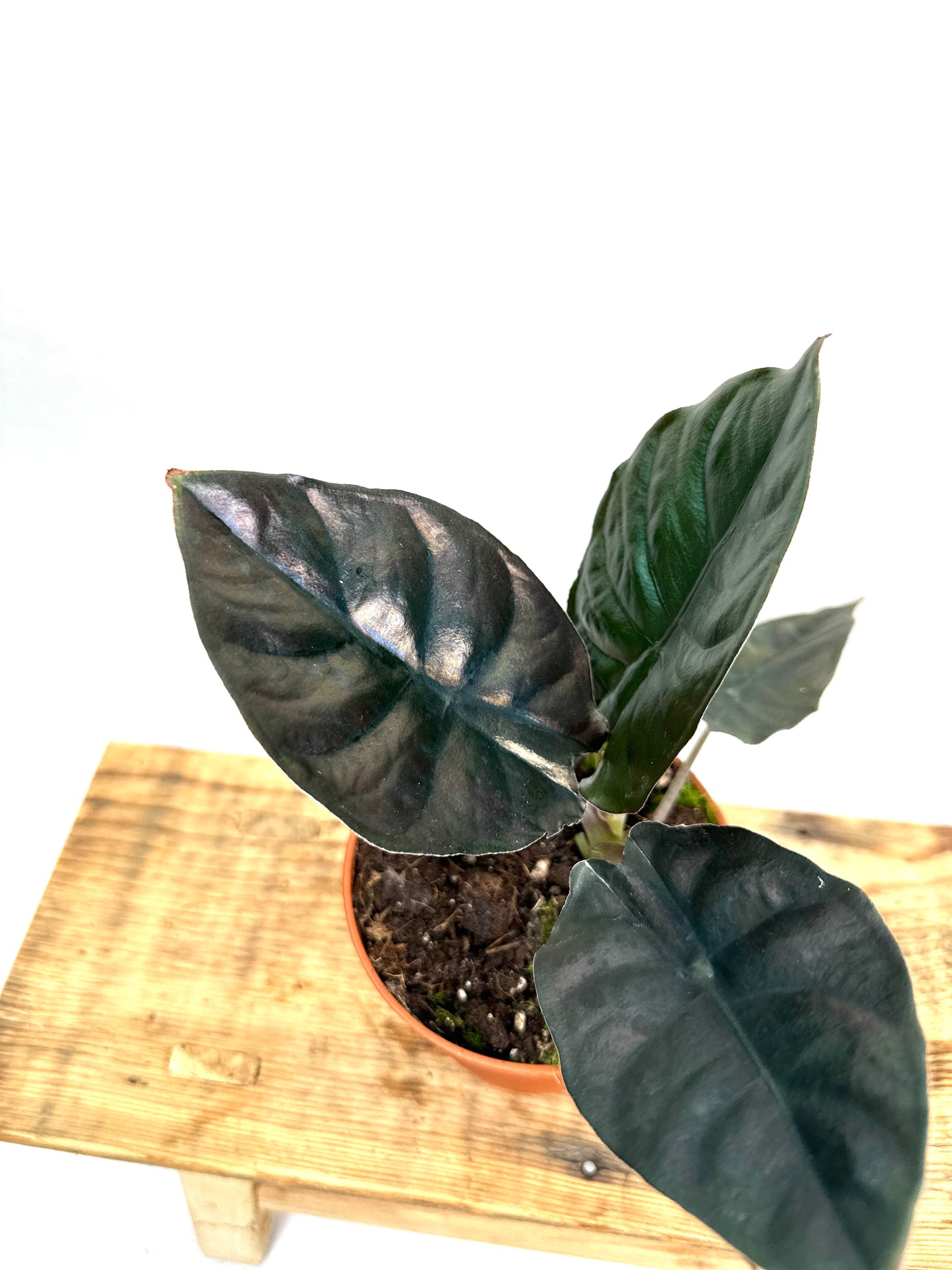 Alocasia Infernalis Black Magic
