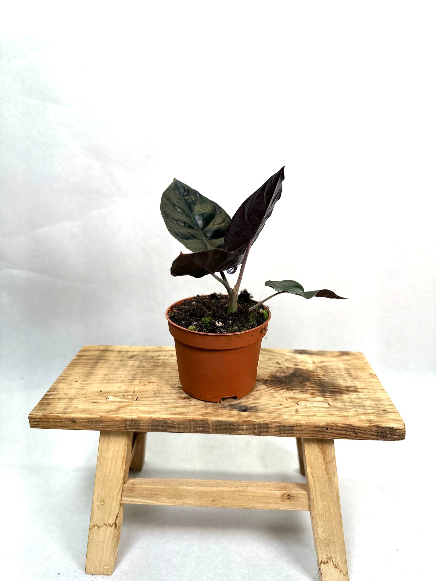 Alocasia Infernalis Black Magic