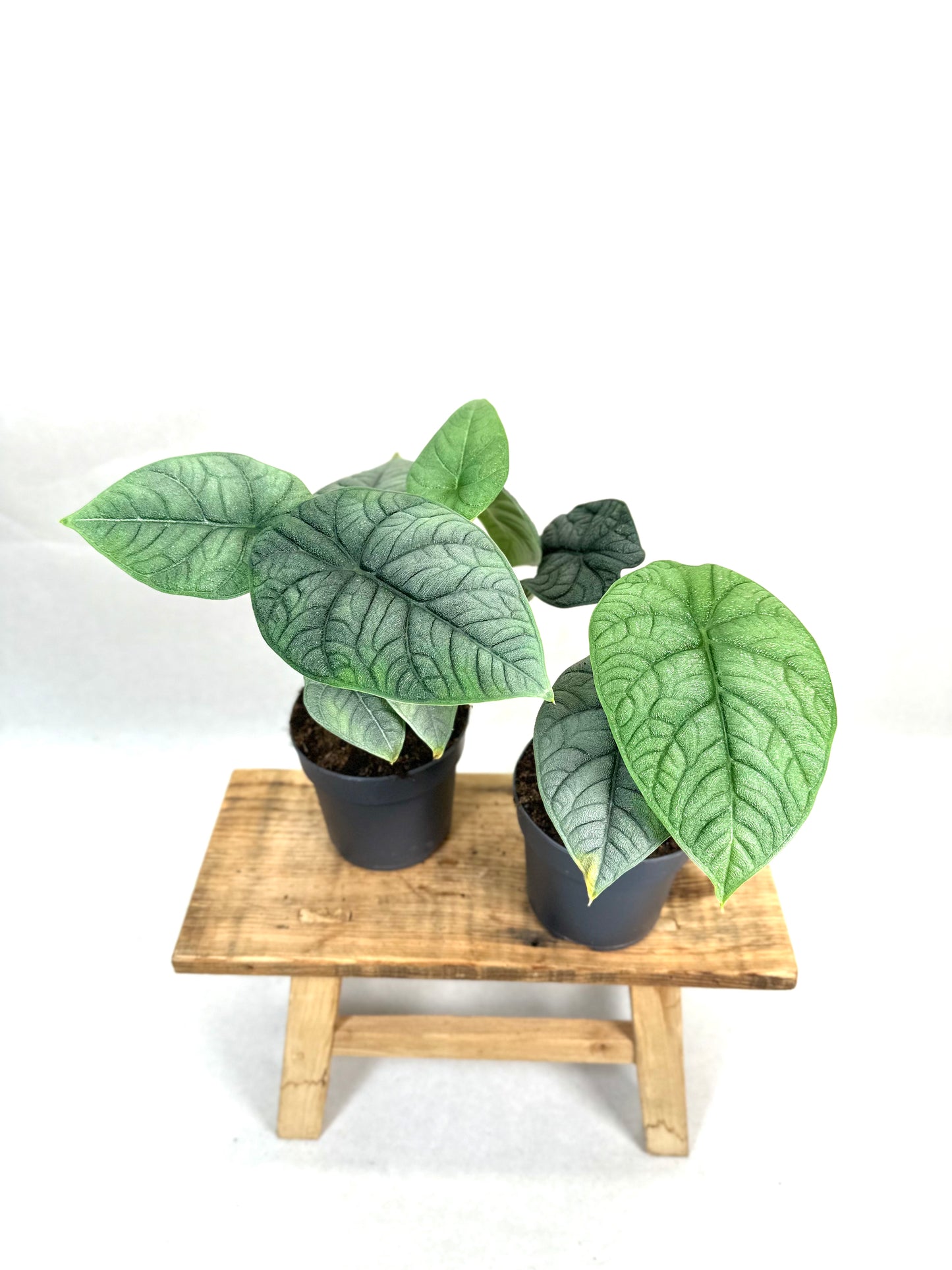 Alocasia Melo