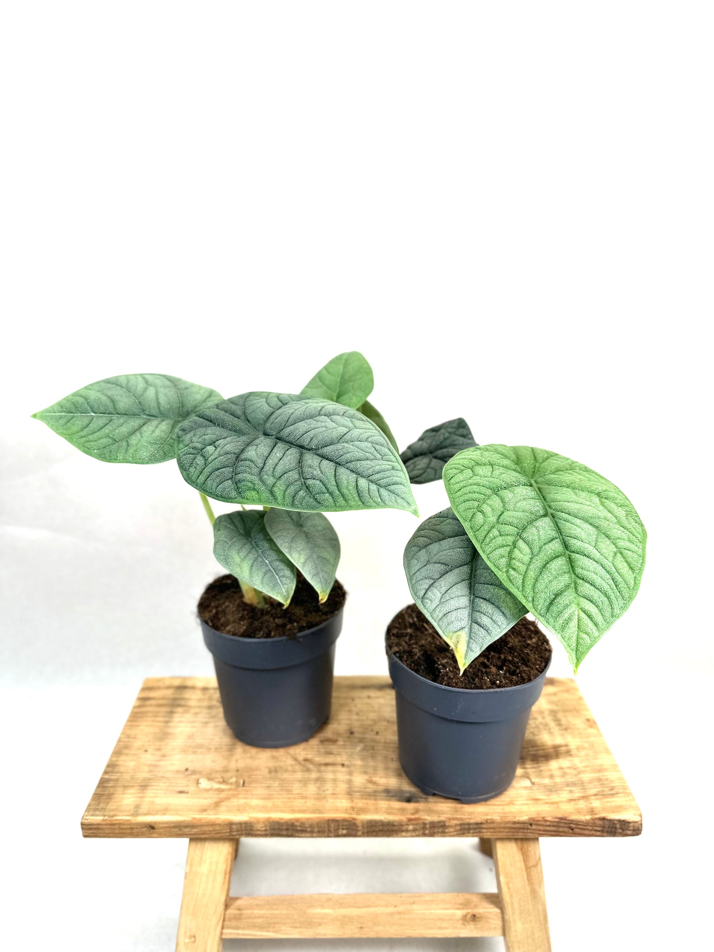 Alocasia Melo
