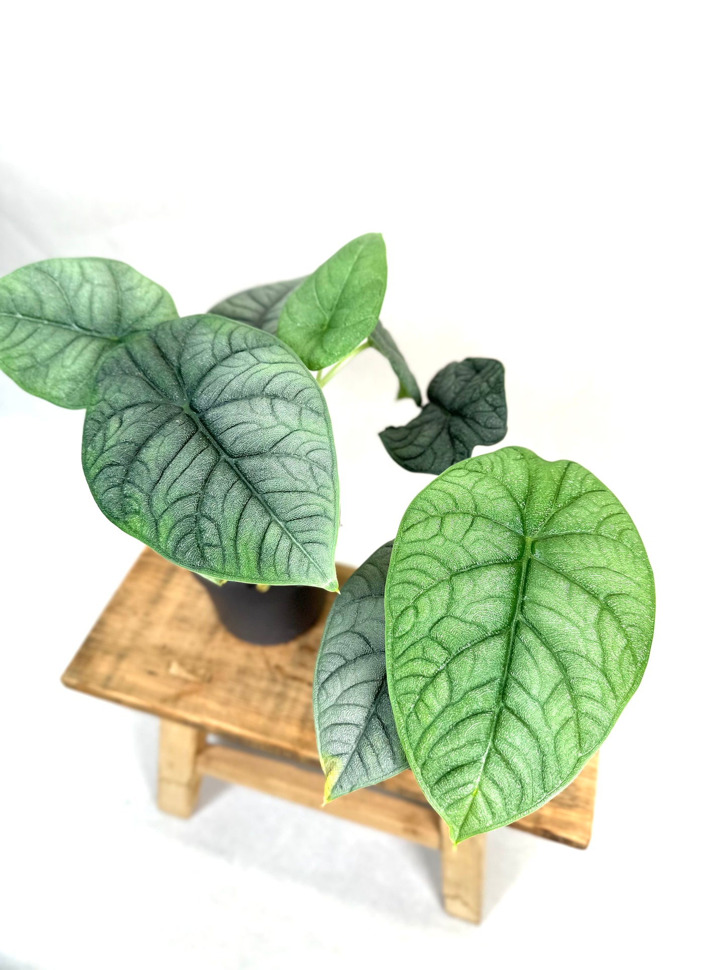 Alocasia Melo