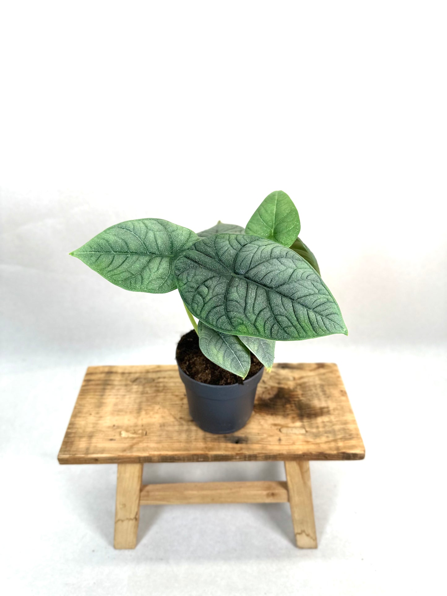 Alocasia Melo
