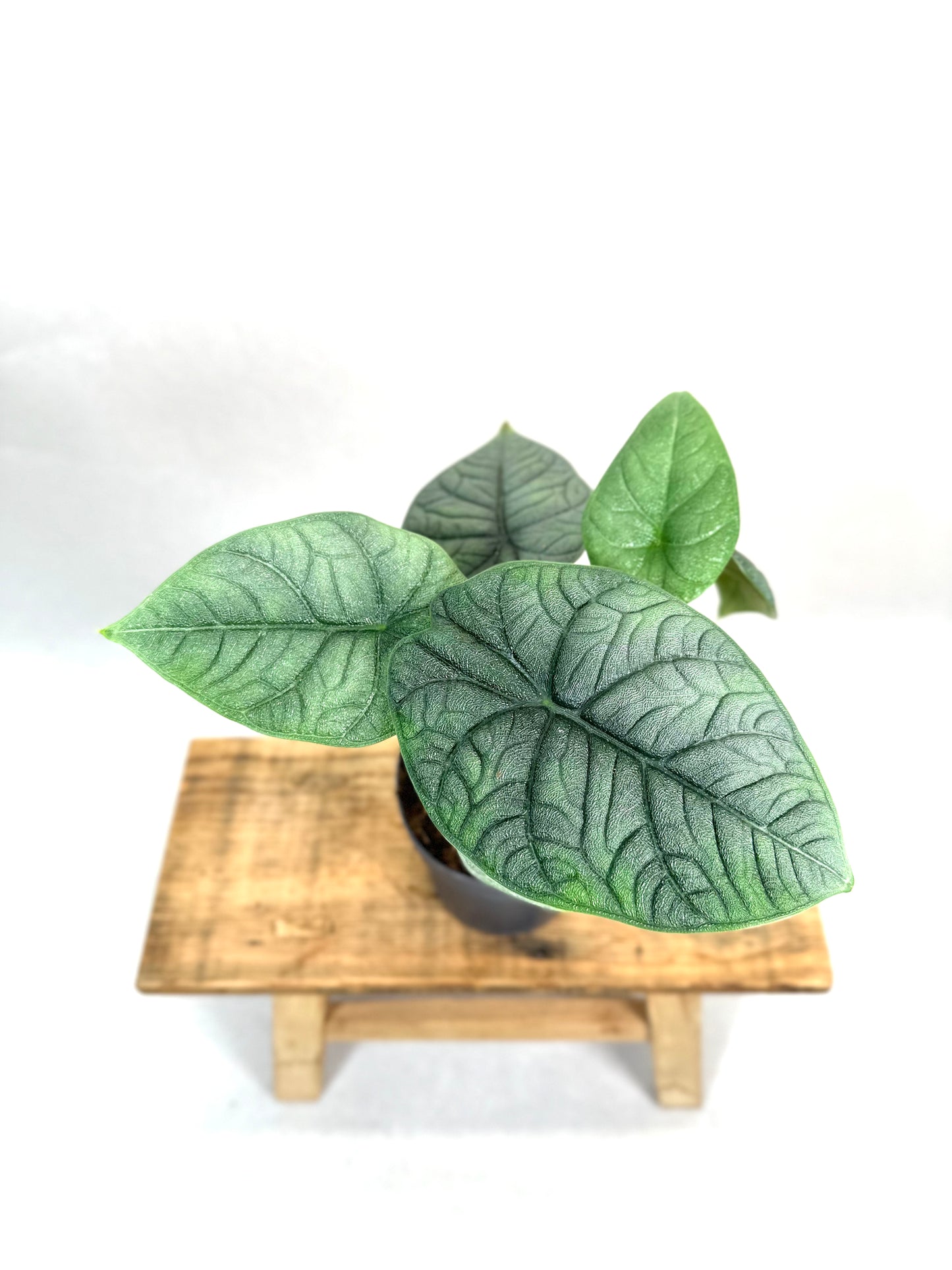 Alocasia Melo
