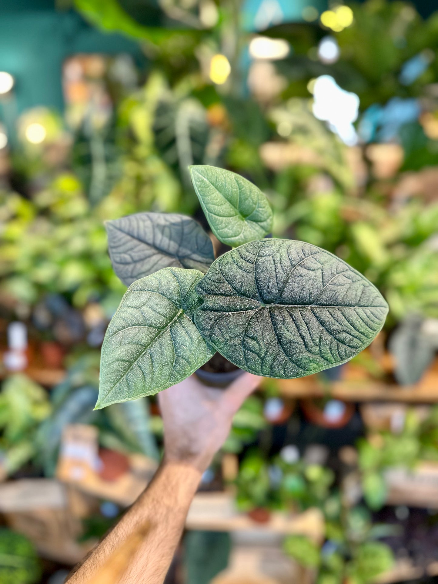 Alocasia Melo