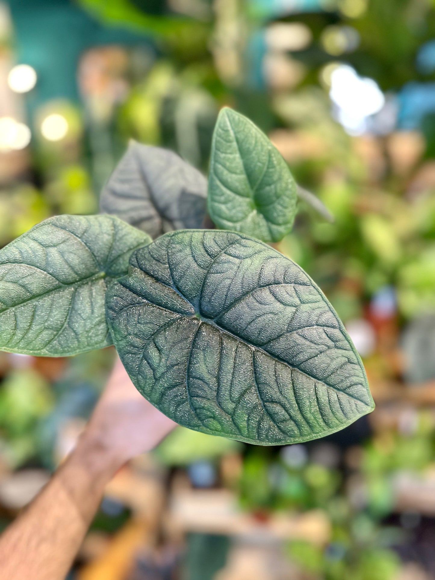 Alocasia Melo
