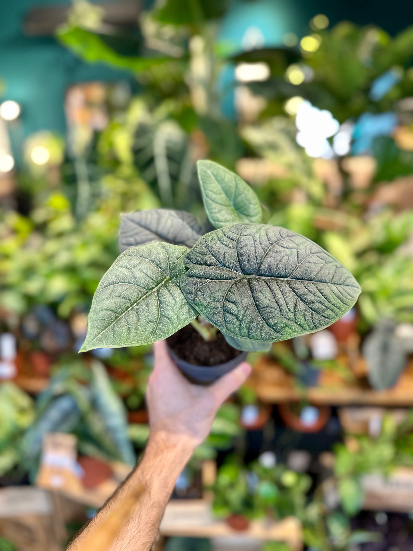 Alocasia Melo