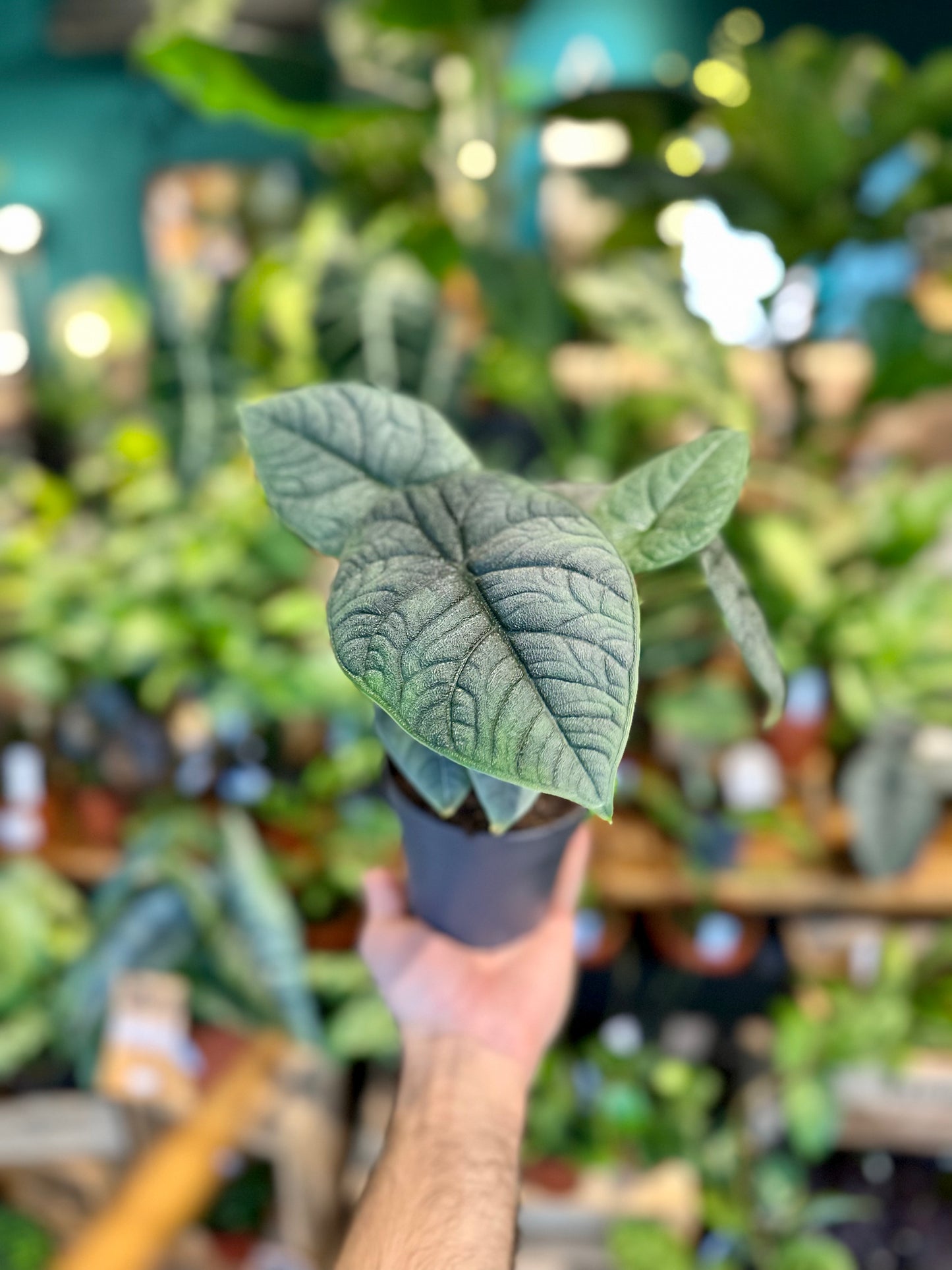 Alocasia Melo