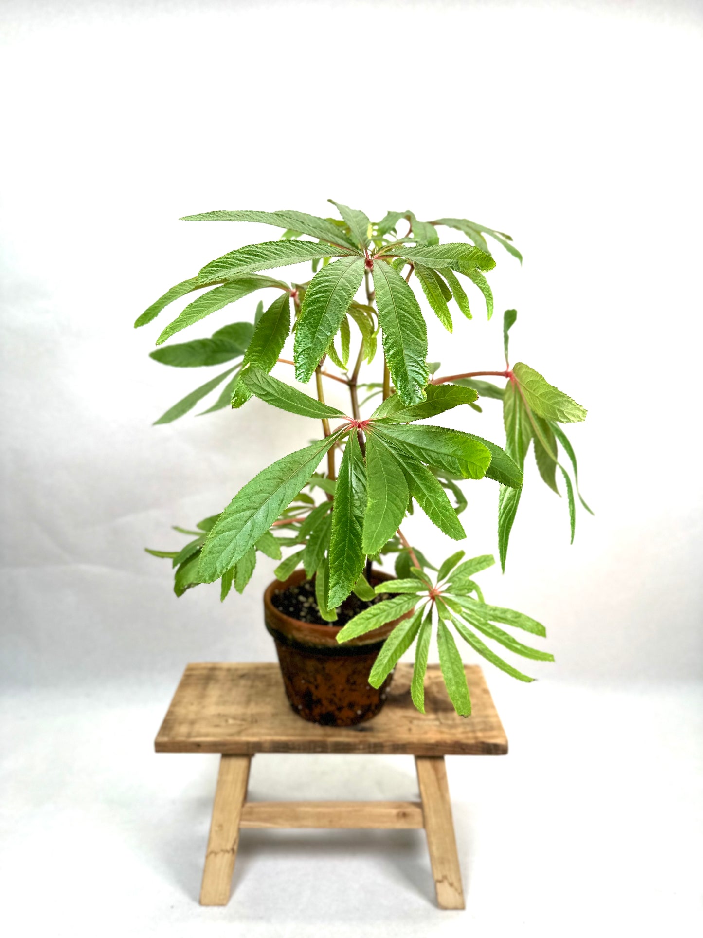 Begonia Luxurians