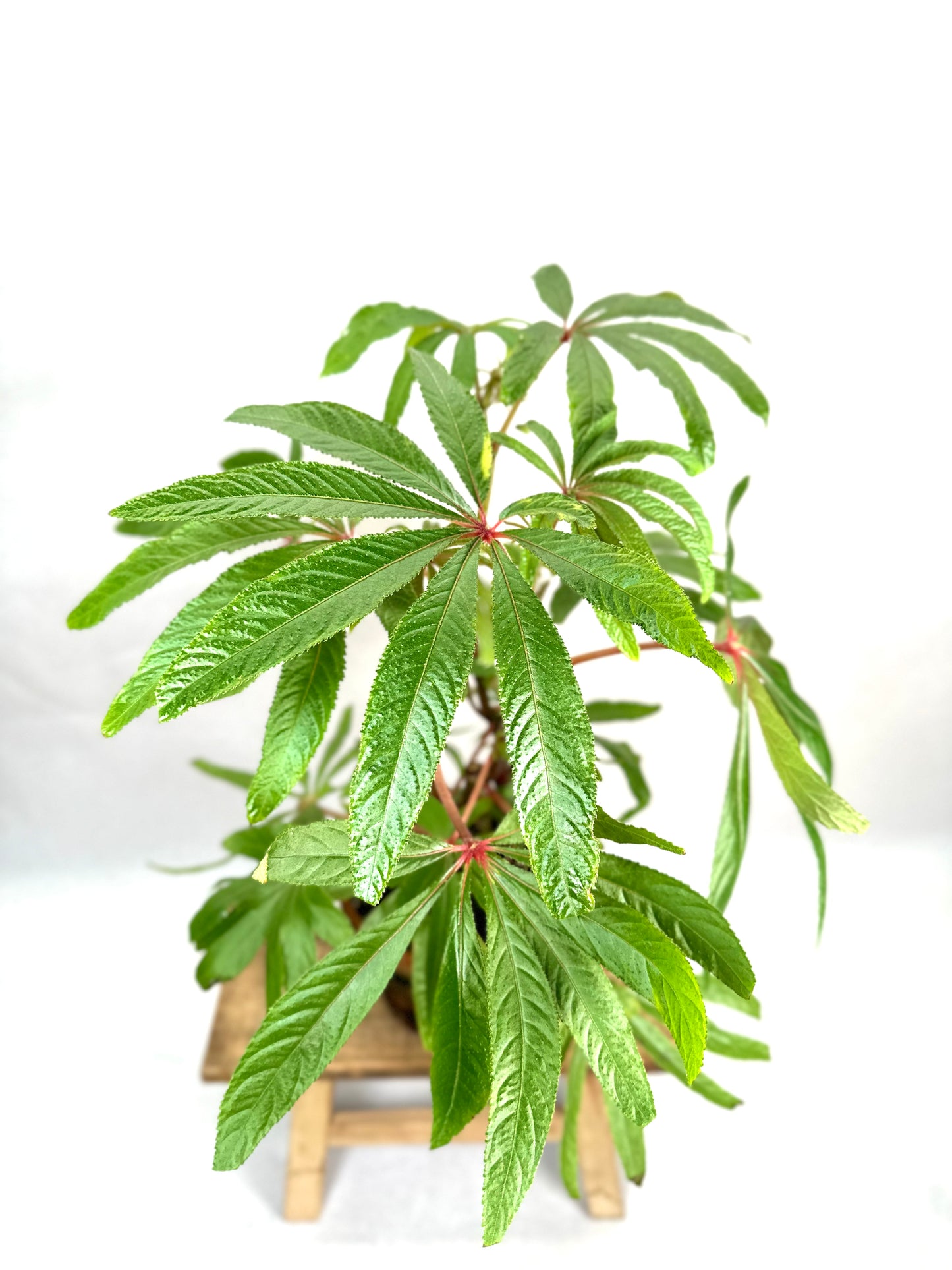 Begonia Luxurians