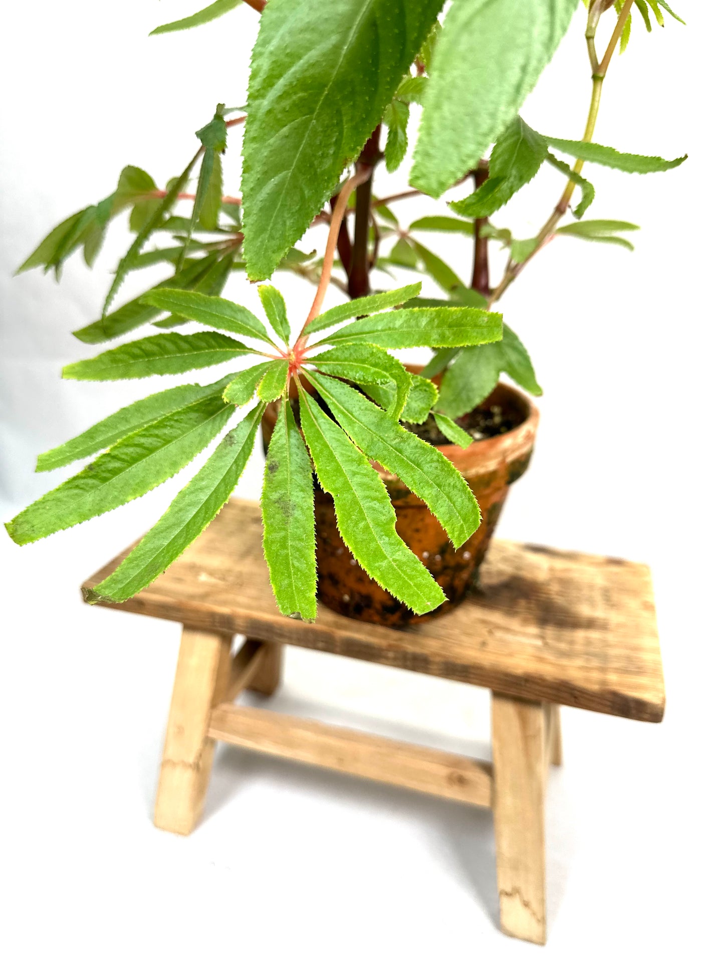Begonia Luxurians
