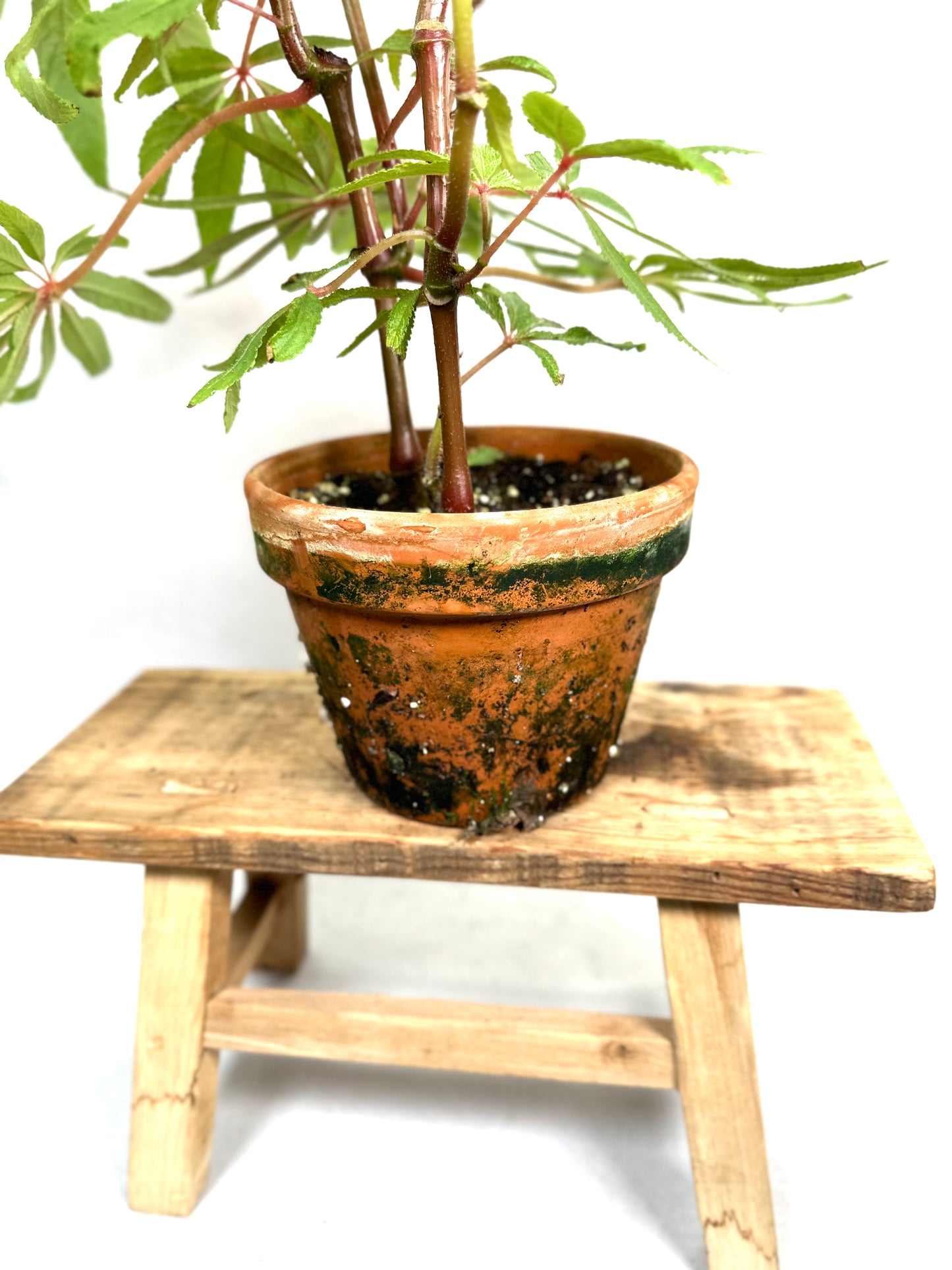Begonia Luxurians