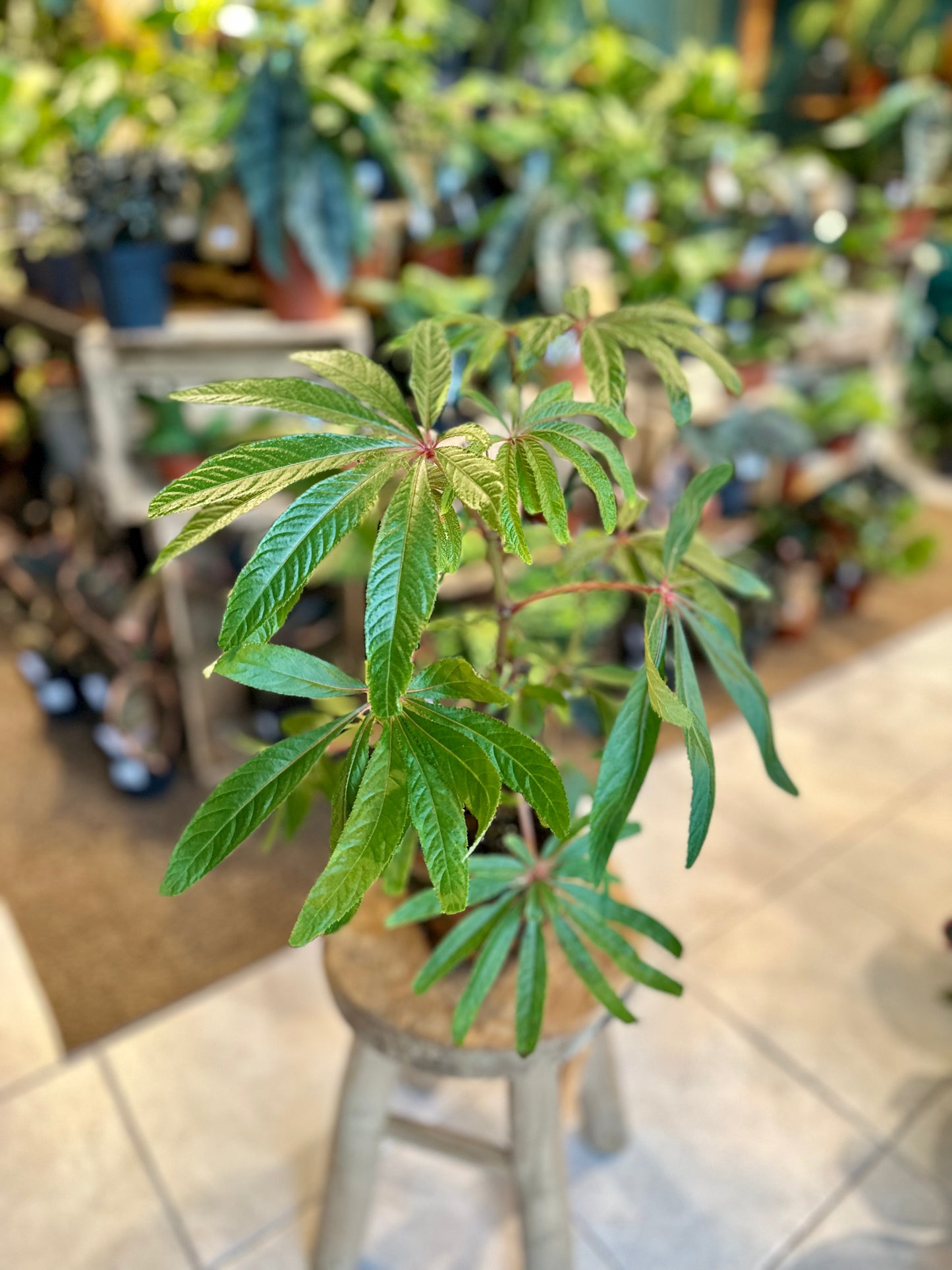 Begonia Luxurians