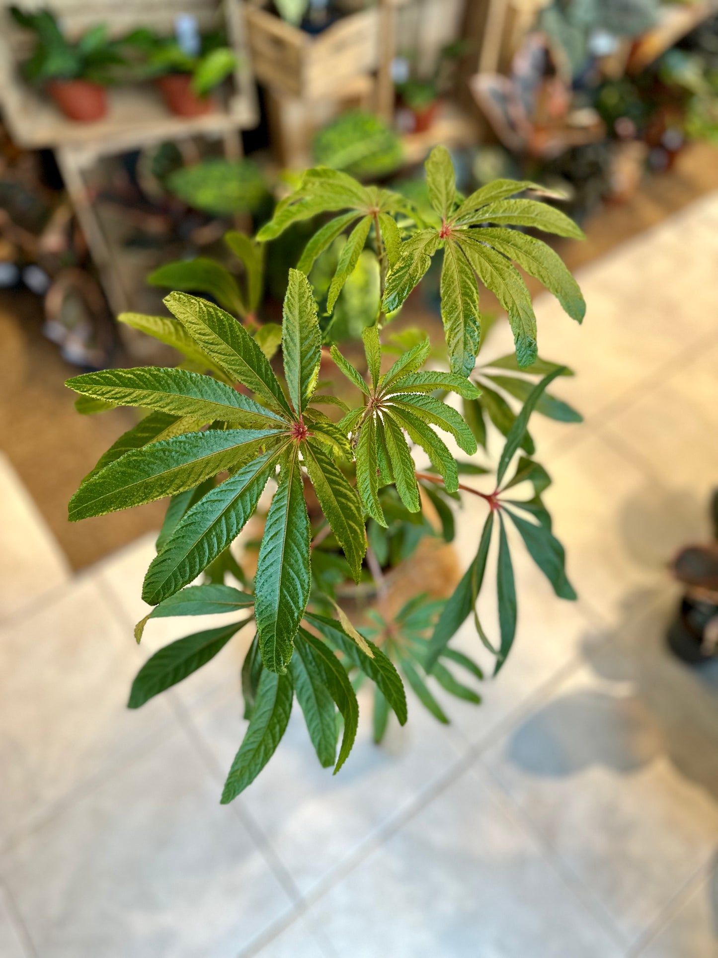 Begonia Luxurians