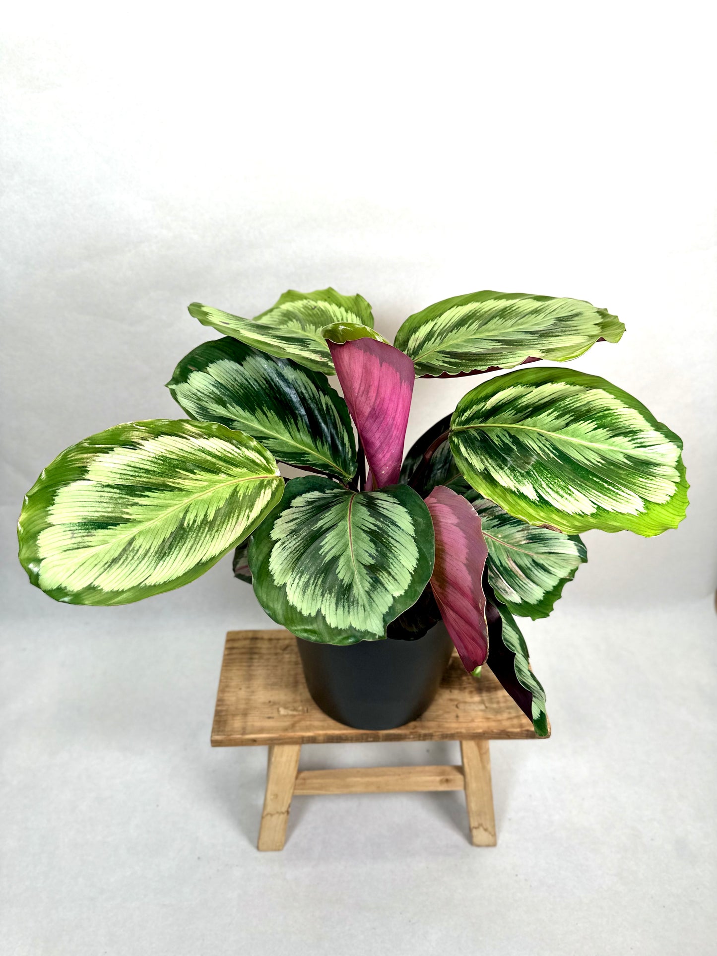 Calathea Misty