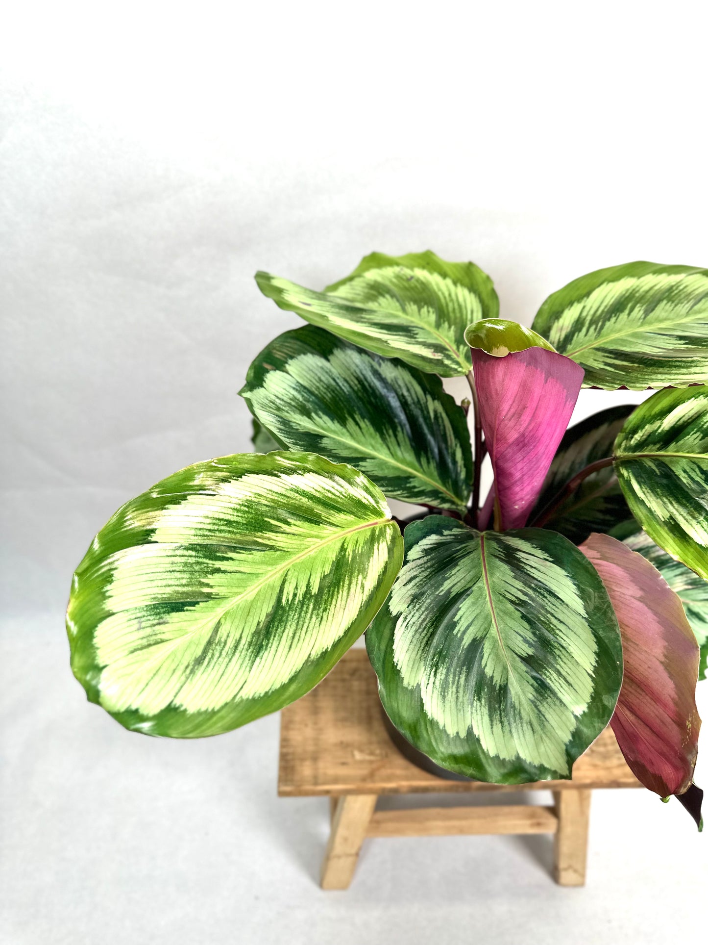 Calathea Misty