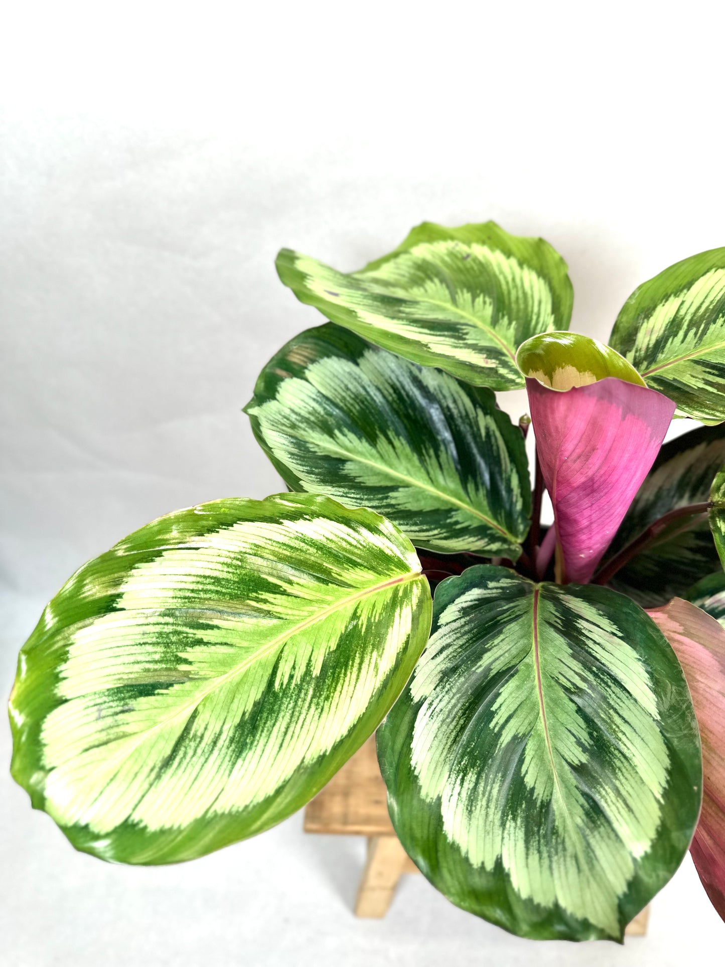 Calathea Misty