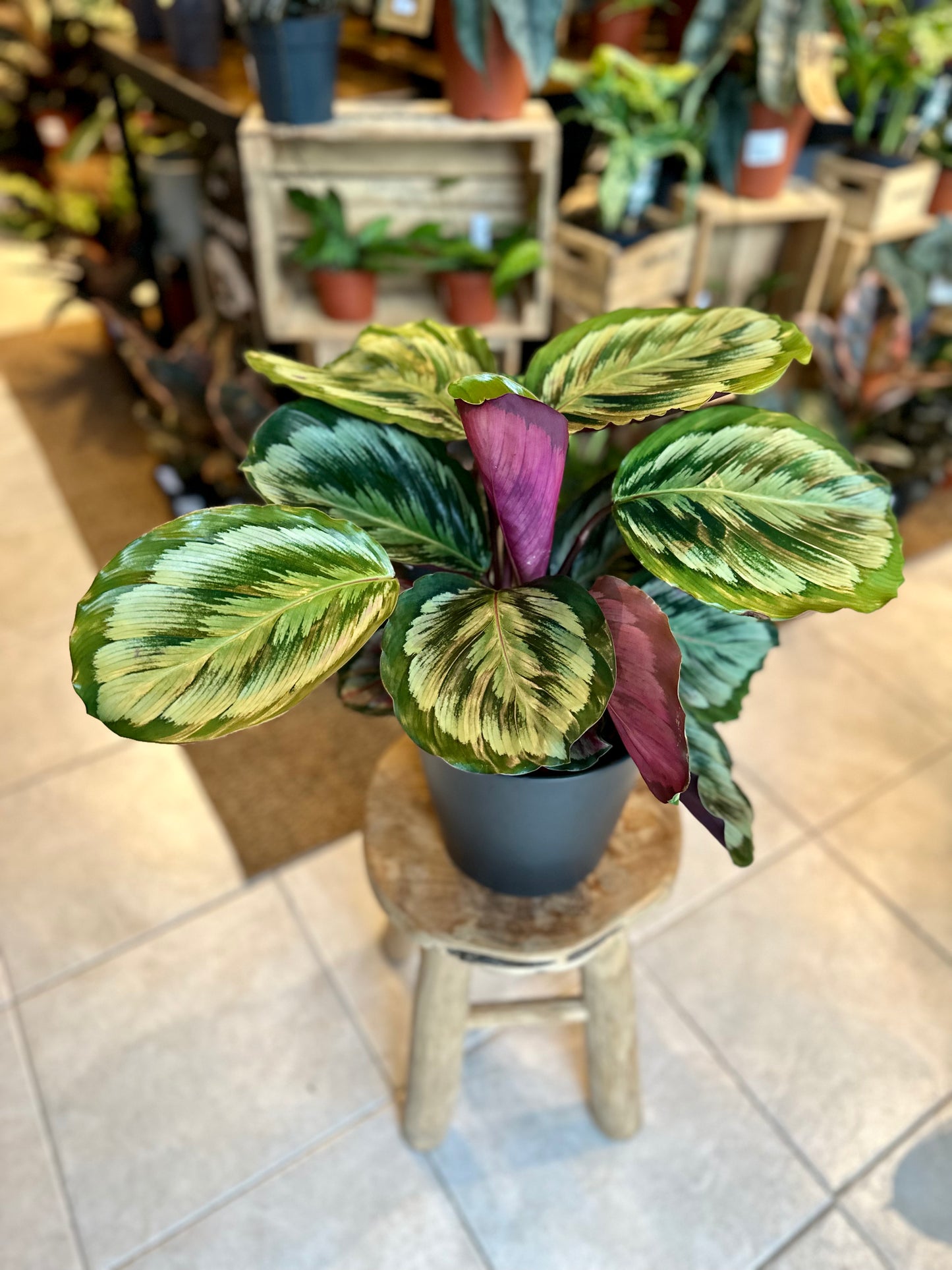 Calathea Misty