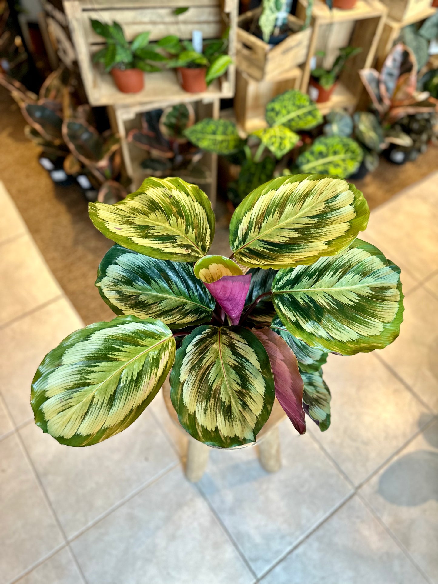 Calathea Misty
