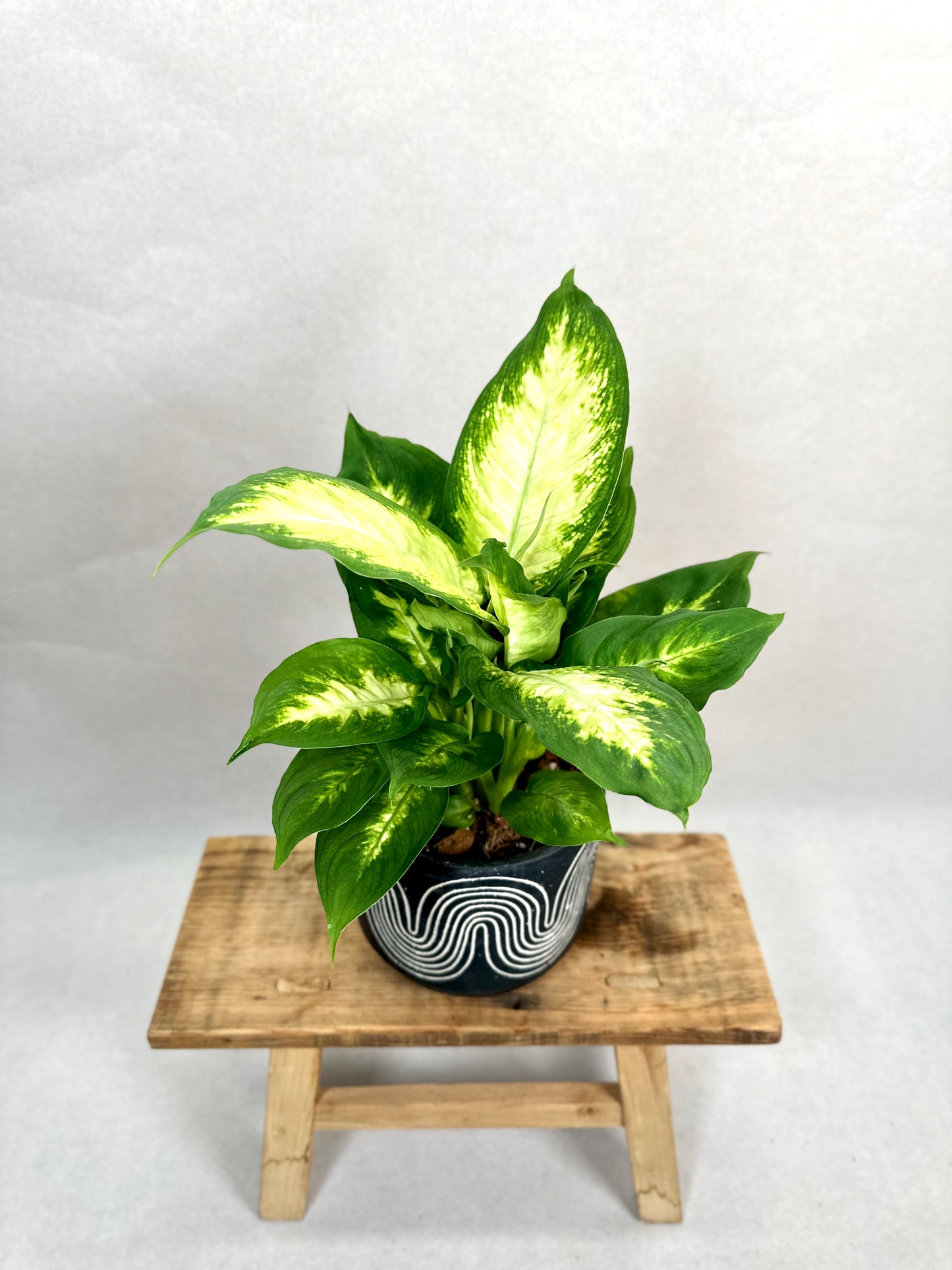 Dieffenbachia Camilla
