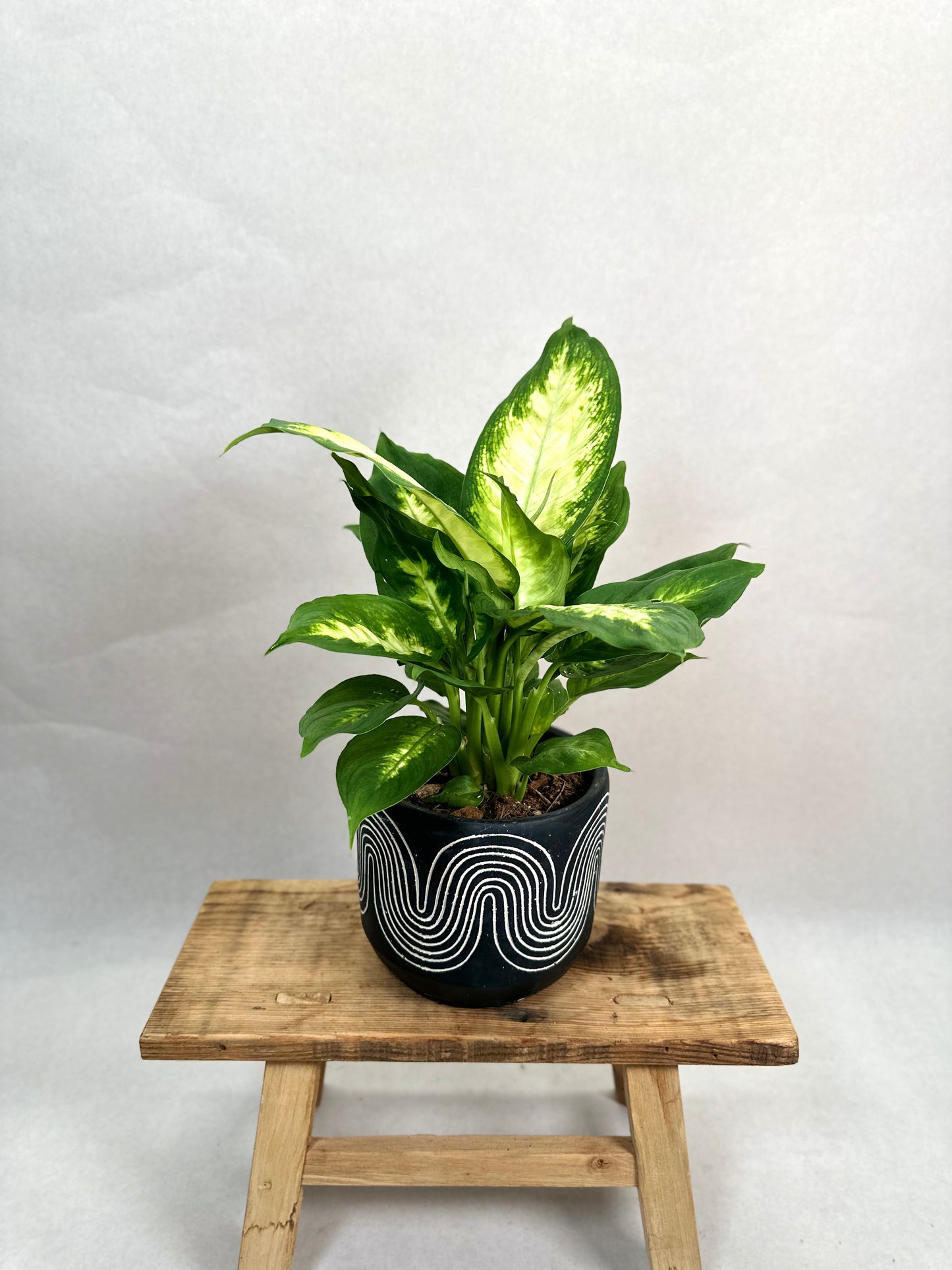 Dieffenbachia Camilla