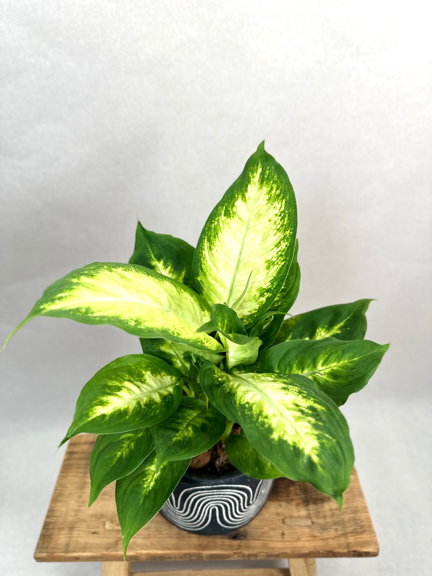 Dieffenbachia Camilla