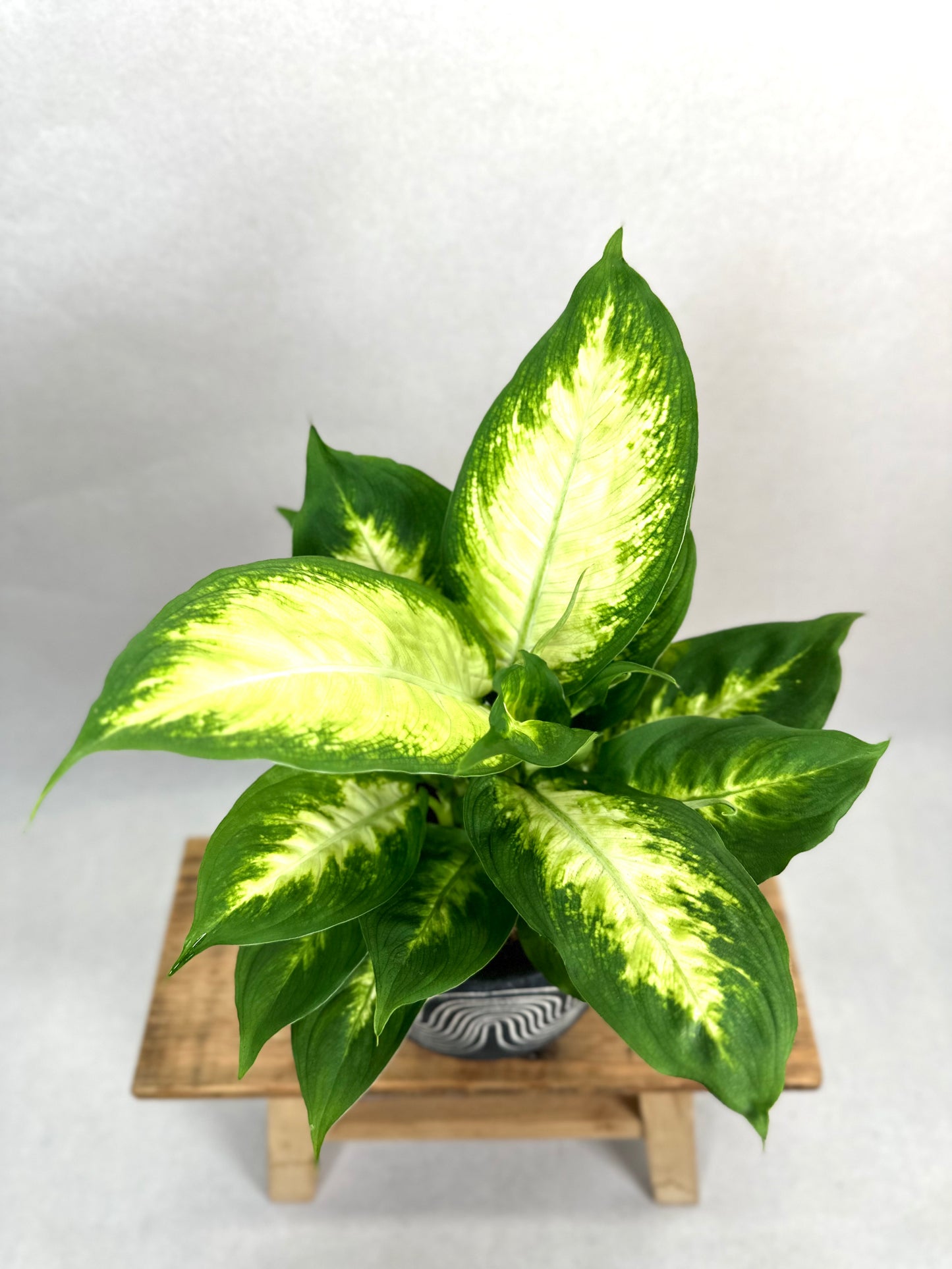 Dieffenbachia Camilla
