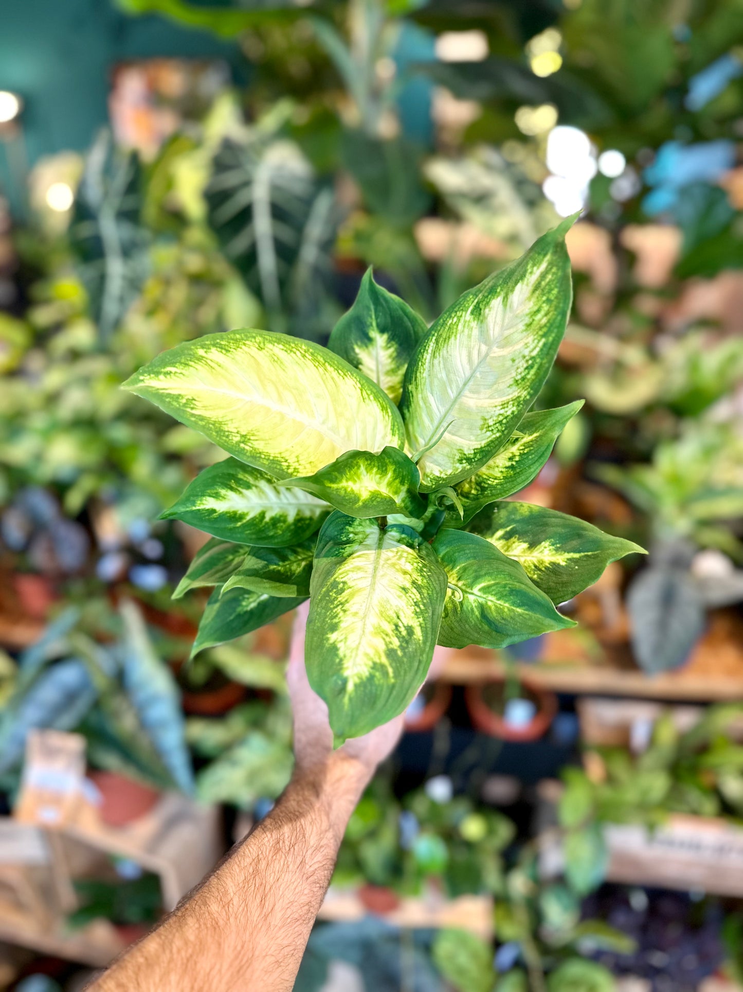 Dieffenbachia Camilla