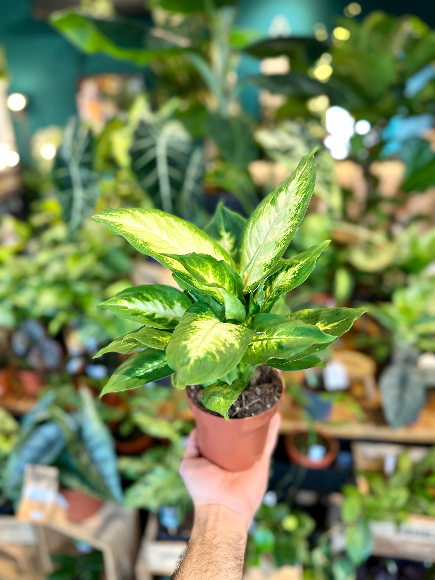 Dieffenbachia Camilla